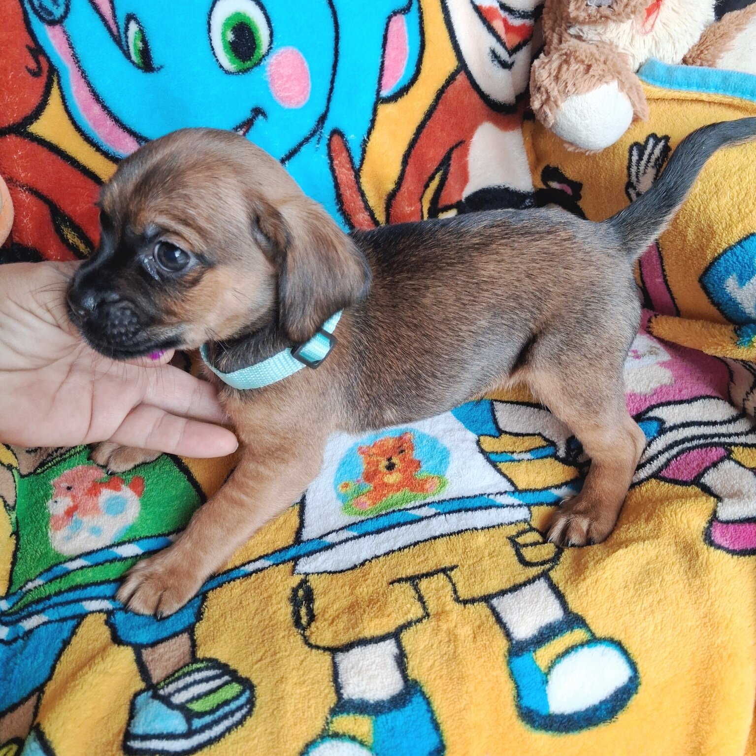 Timmy image 2