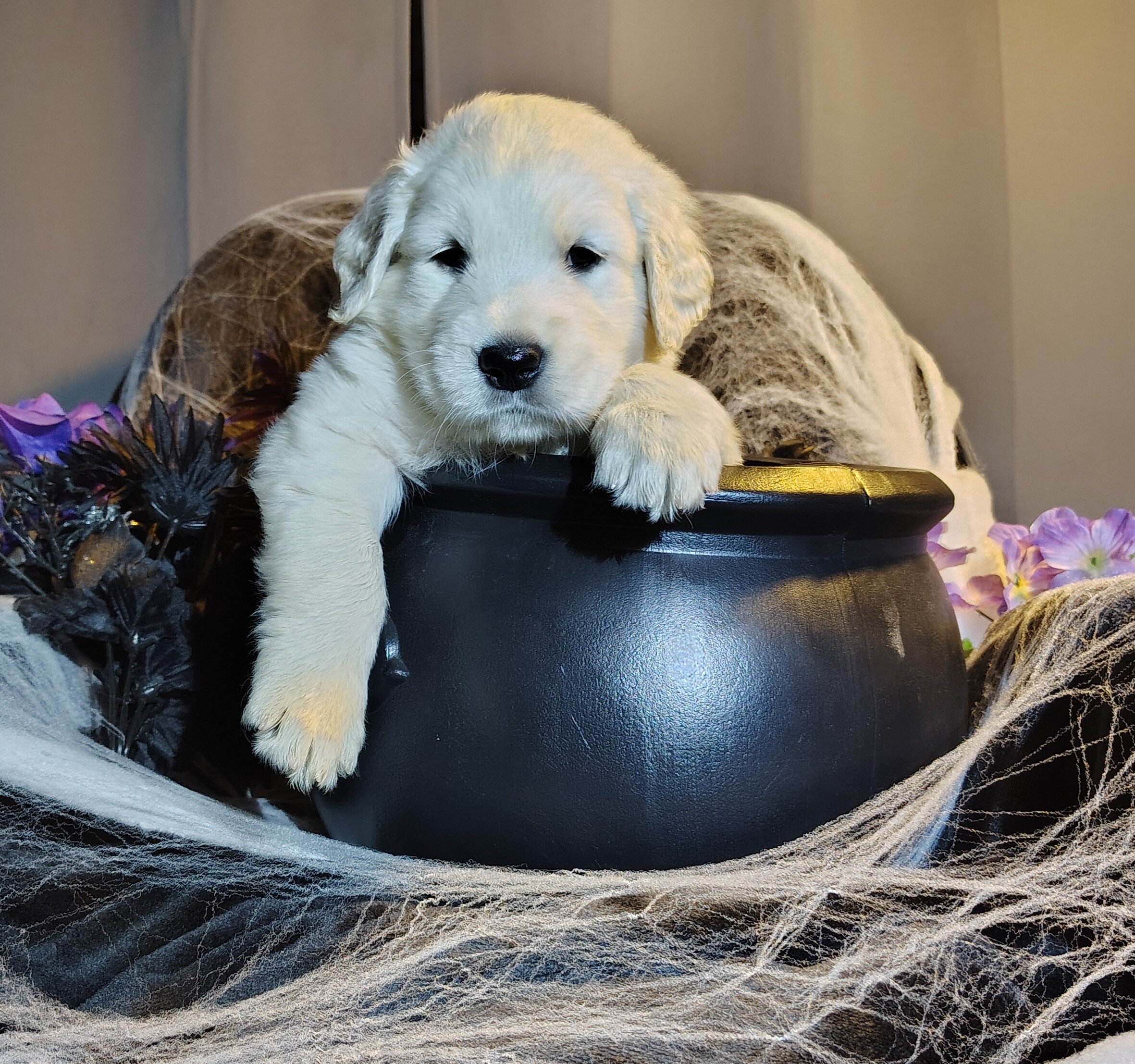 AKC Golden retriever puppies image 1