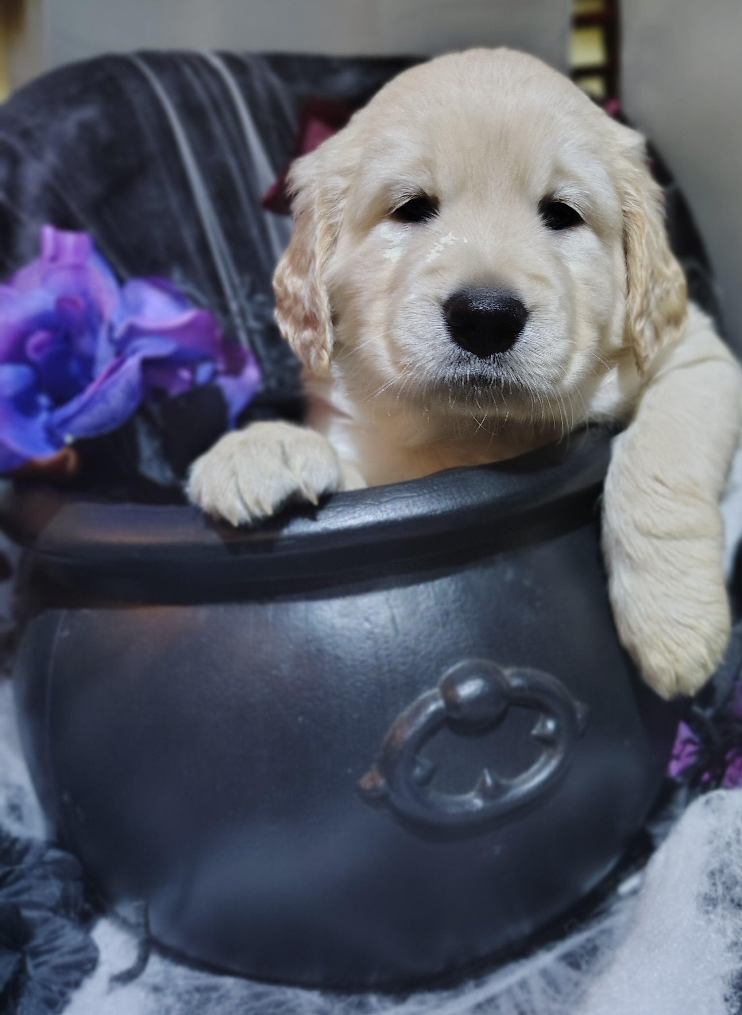 AKC Golden retriever puppies image 3