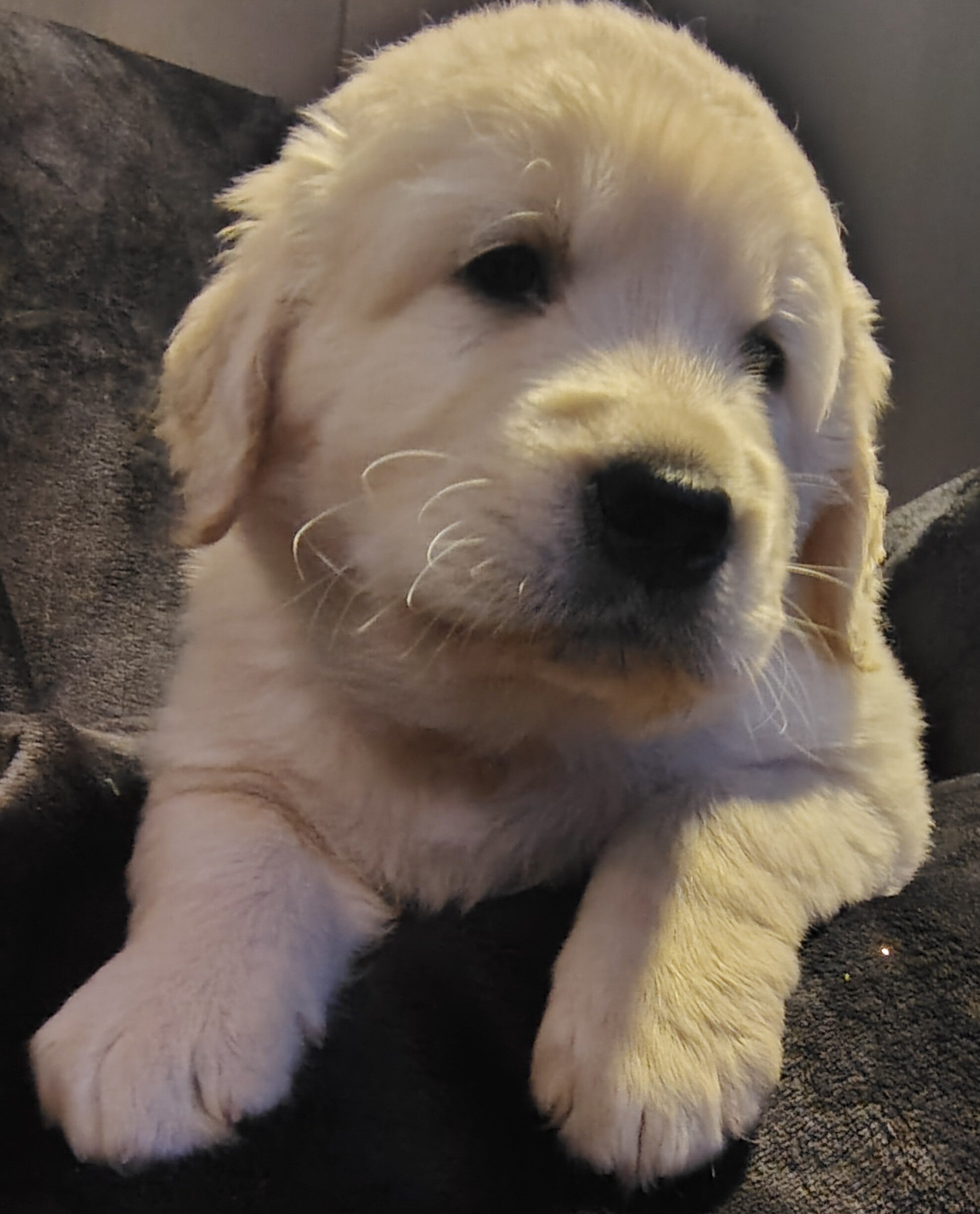 AKC Golden retriever puppies image 4