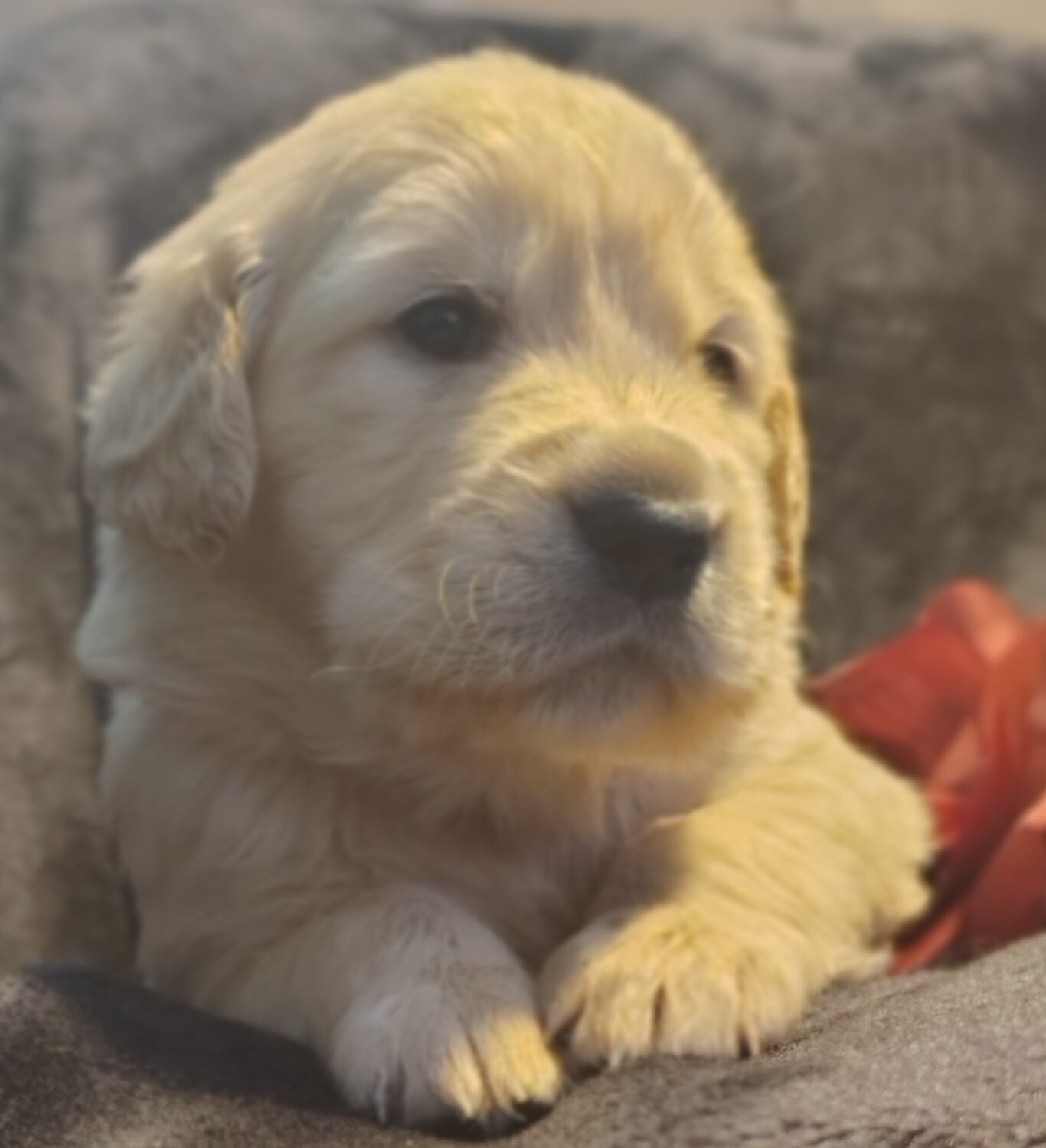 AKC Golden retriever puppies image 2
