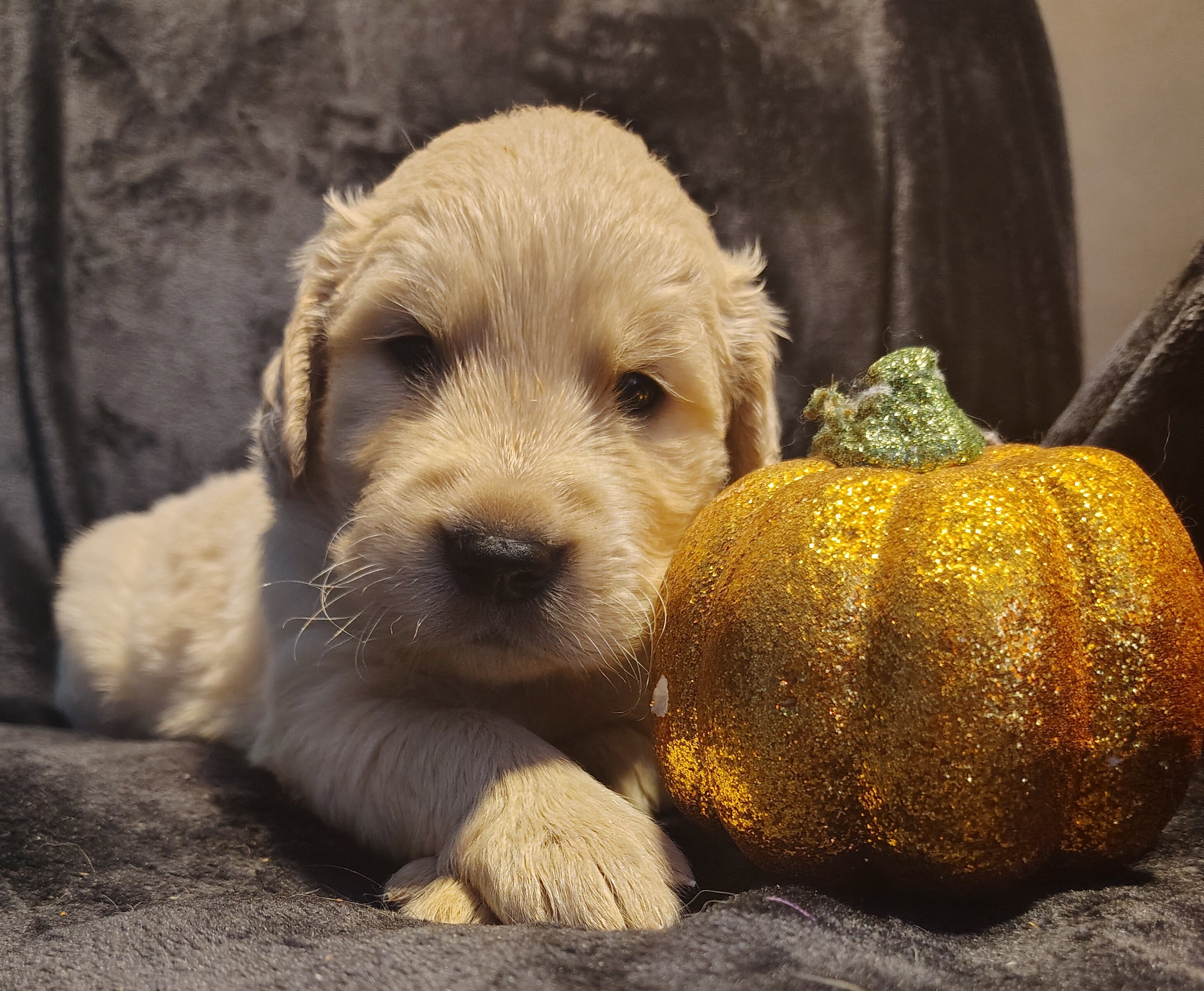 AKC Golden retriever puppies image 6