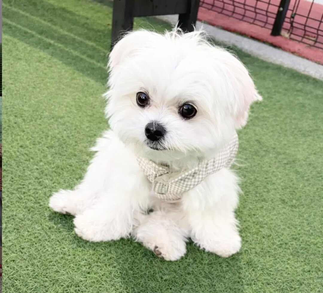 Maltese puppies available image 1