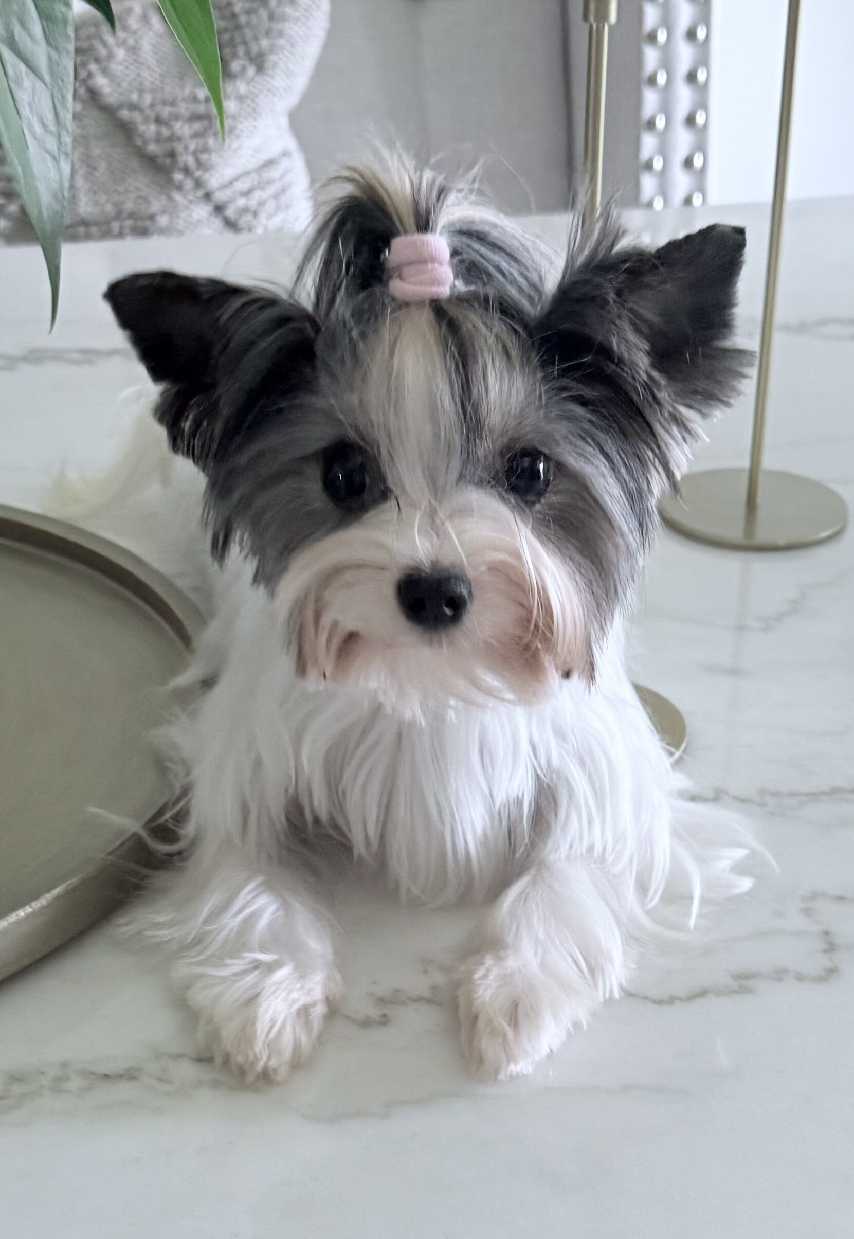 Adult Female Biewer Terrier image 1