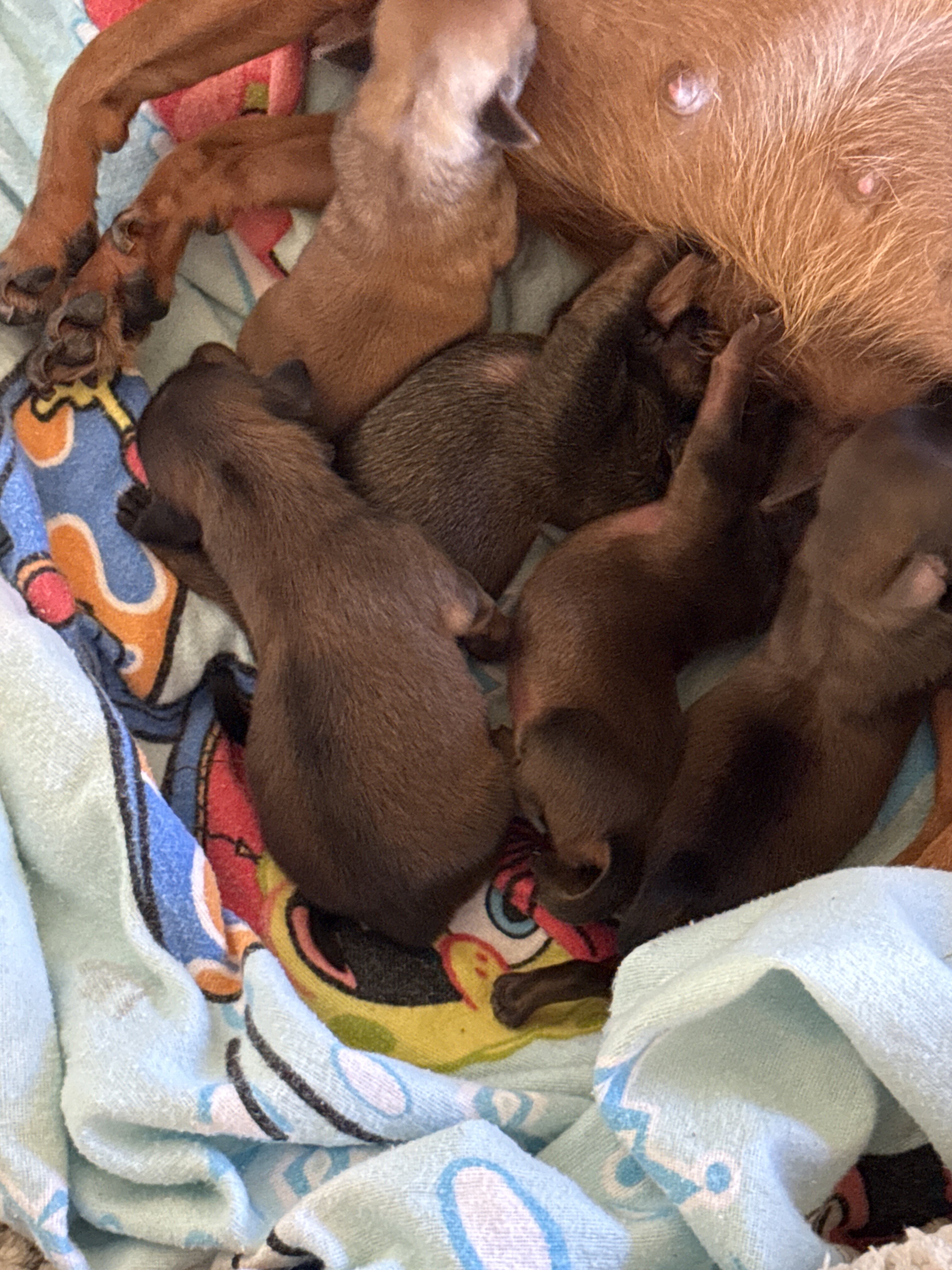 Chihuahua Puppies image 1