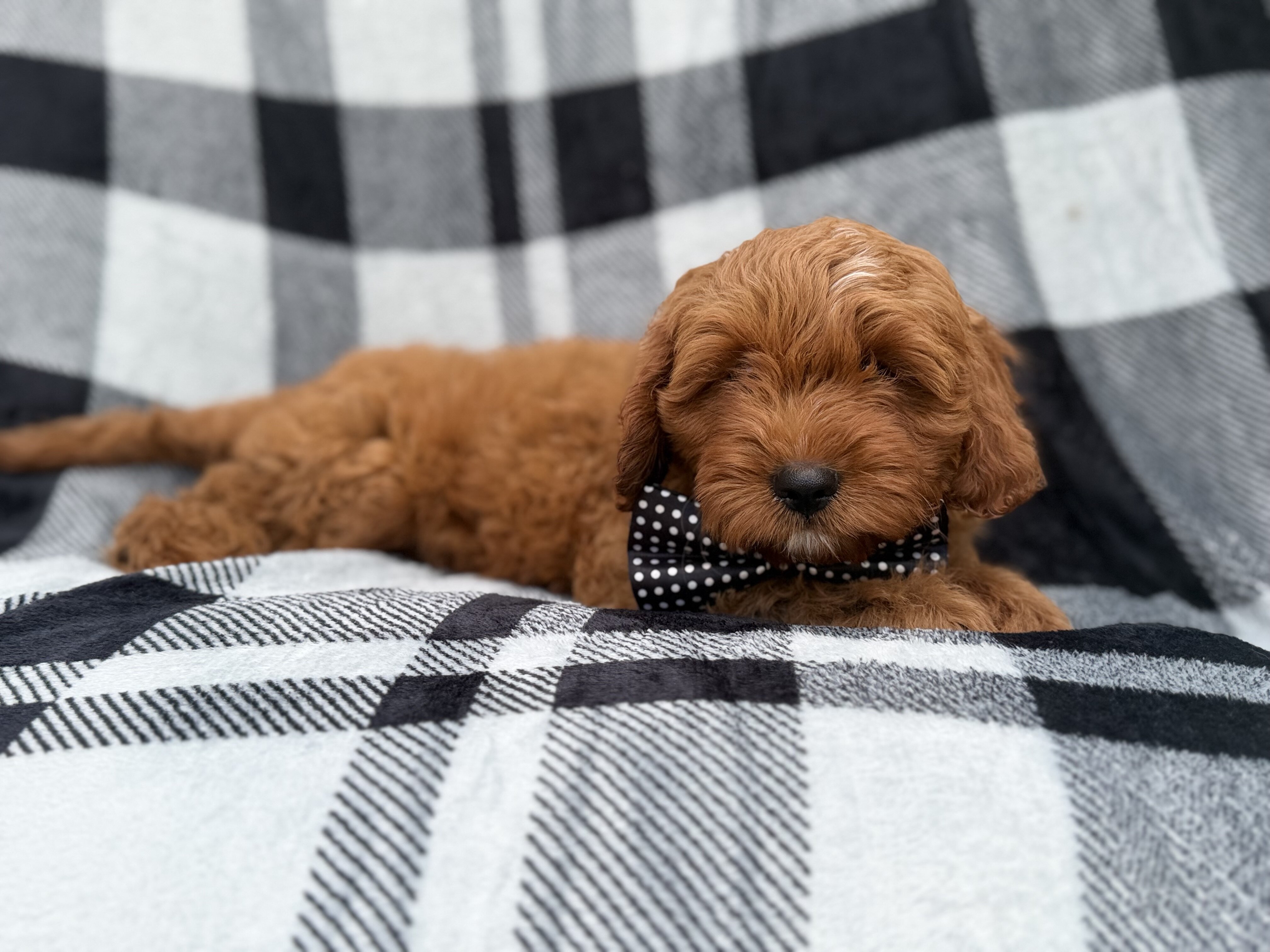 Benny image 6