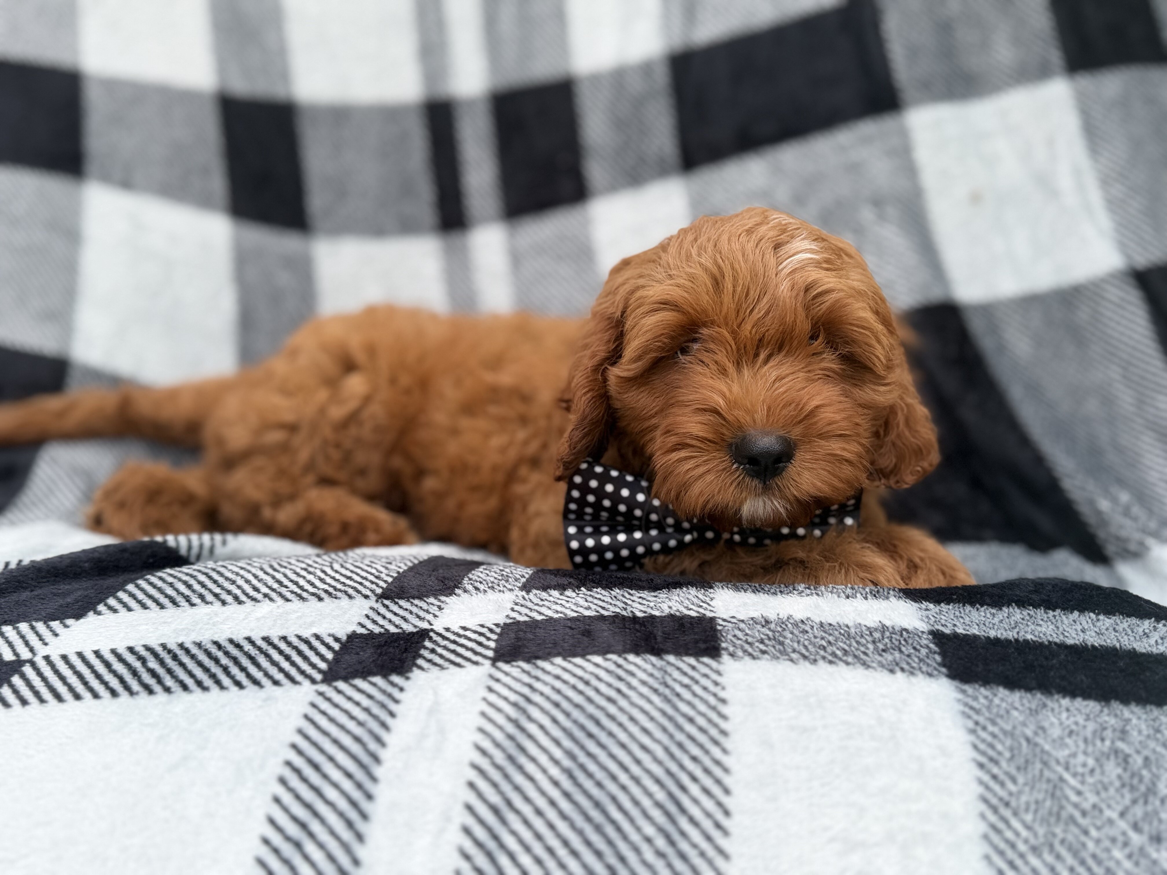 Benny image 4