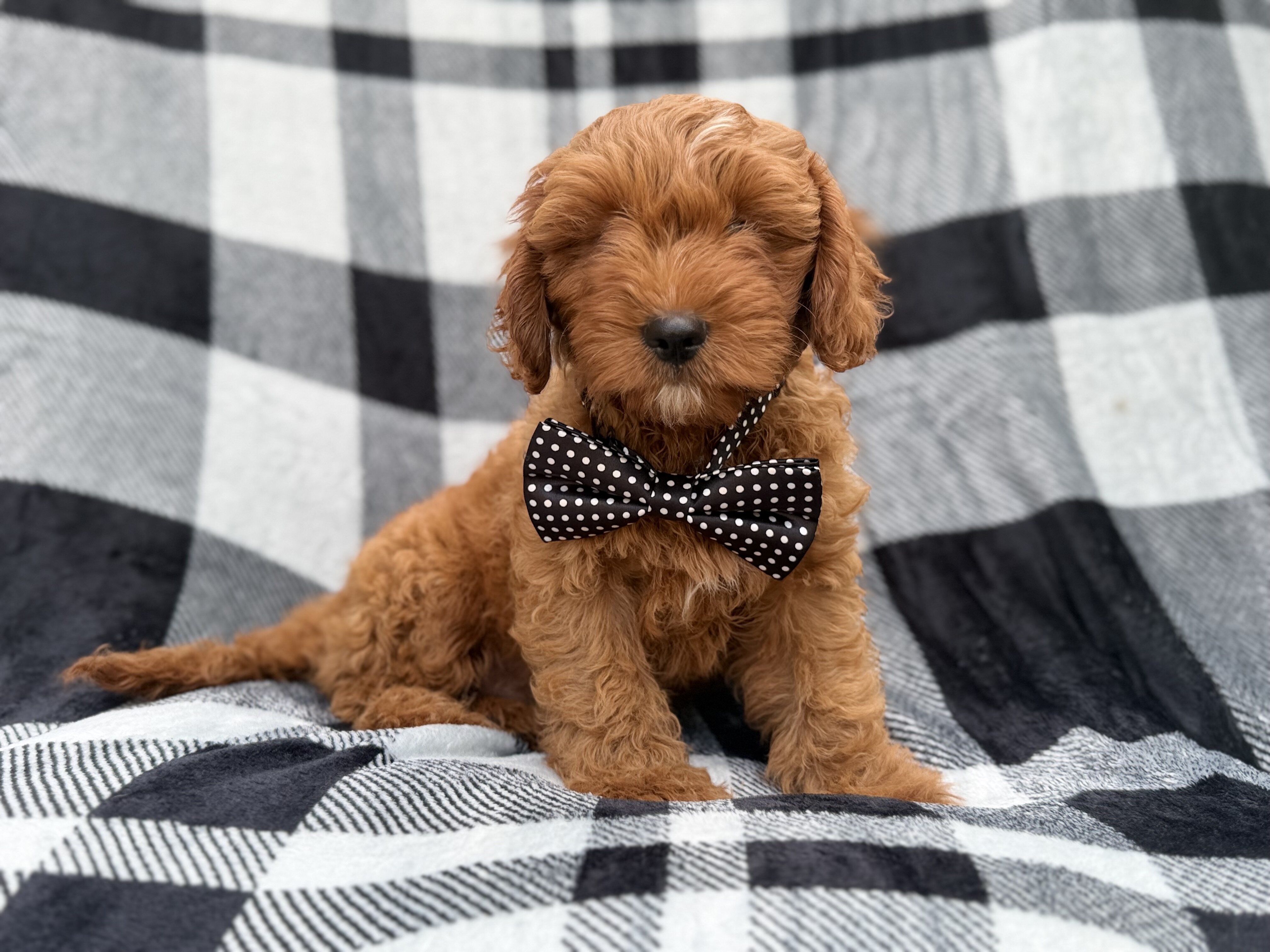 Benny image 5