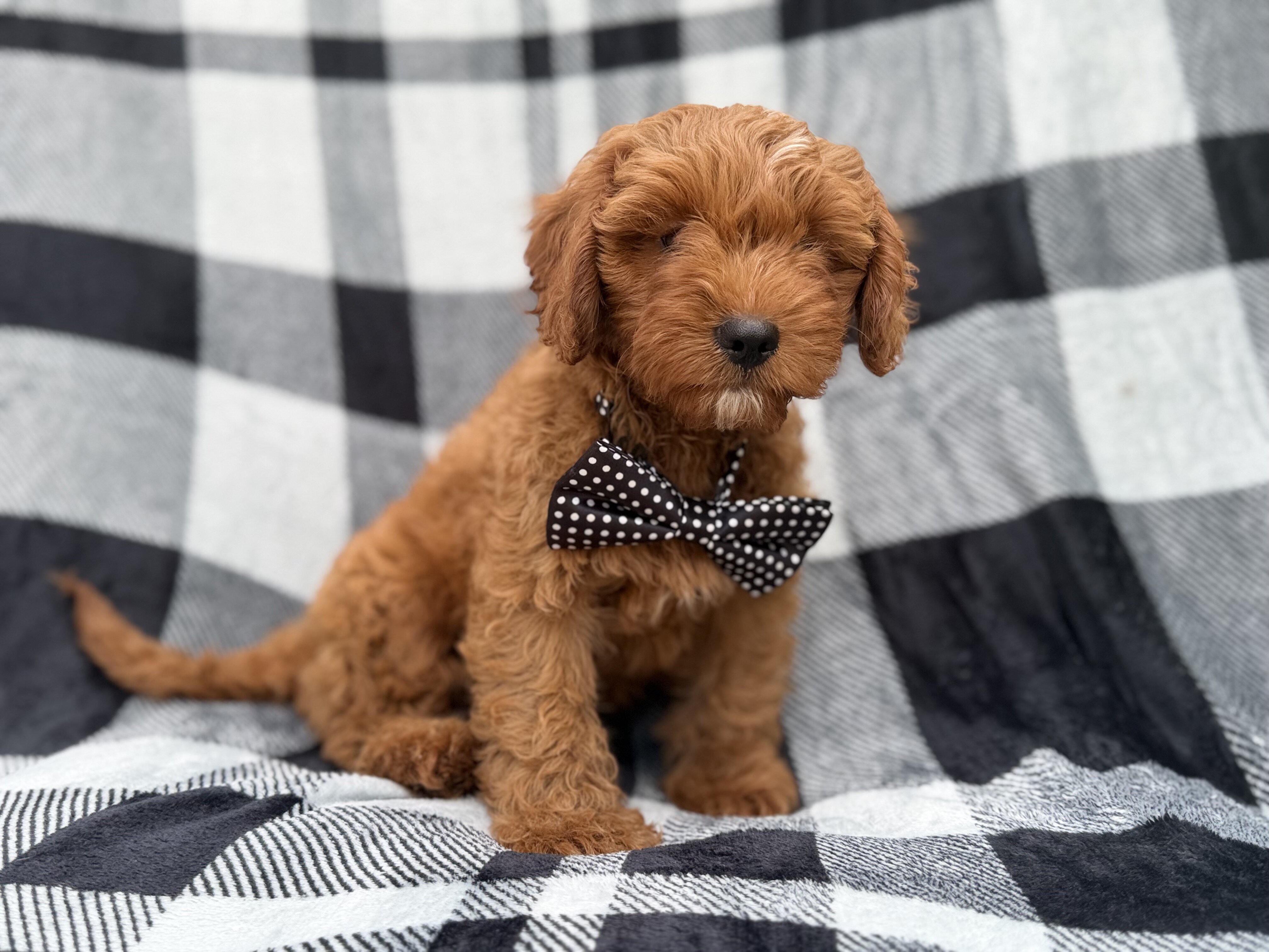 Benny image 3