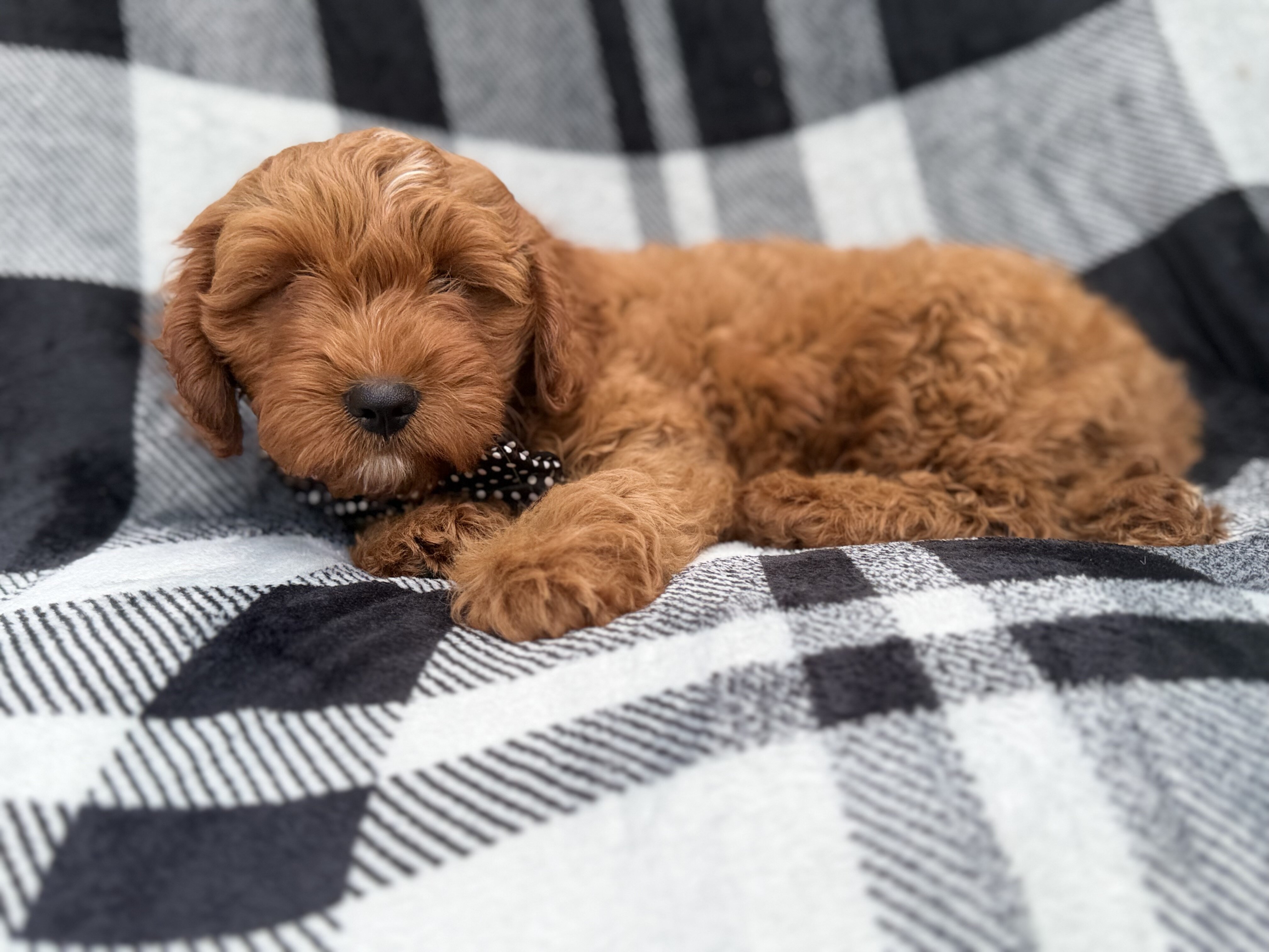 Benny image 7