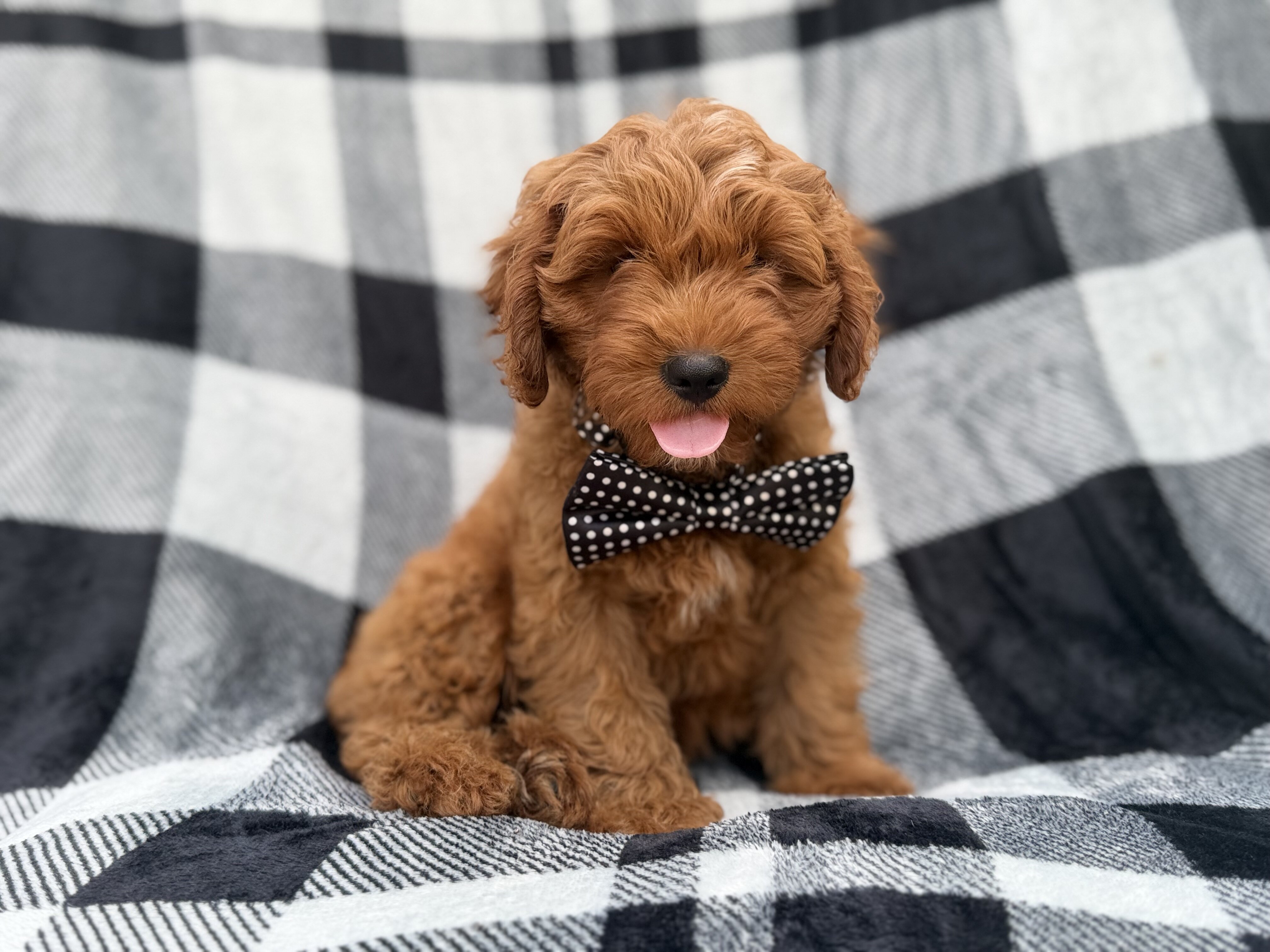 Benny image 1