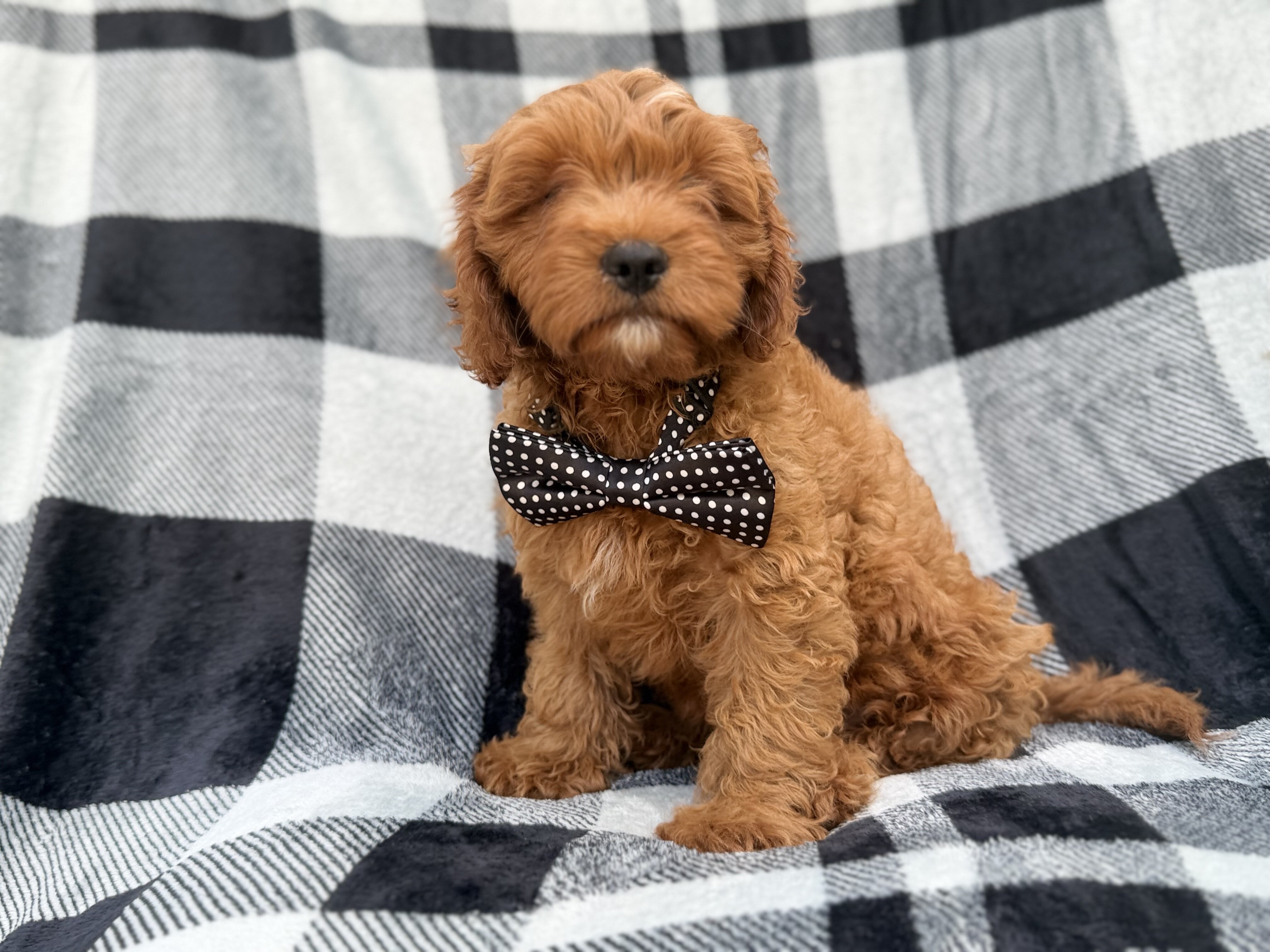 Benny image 2