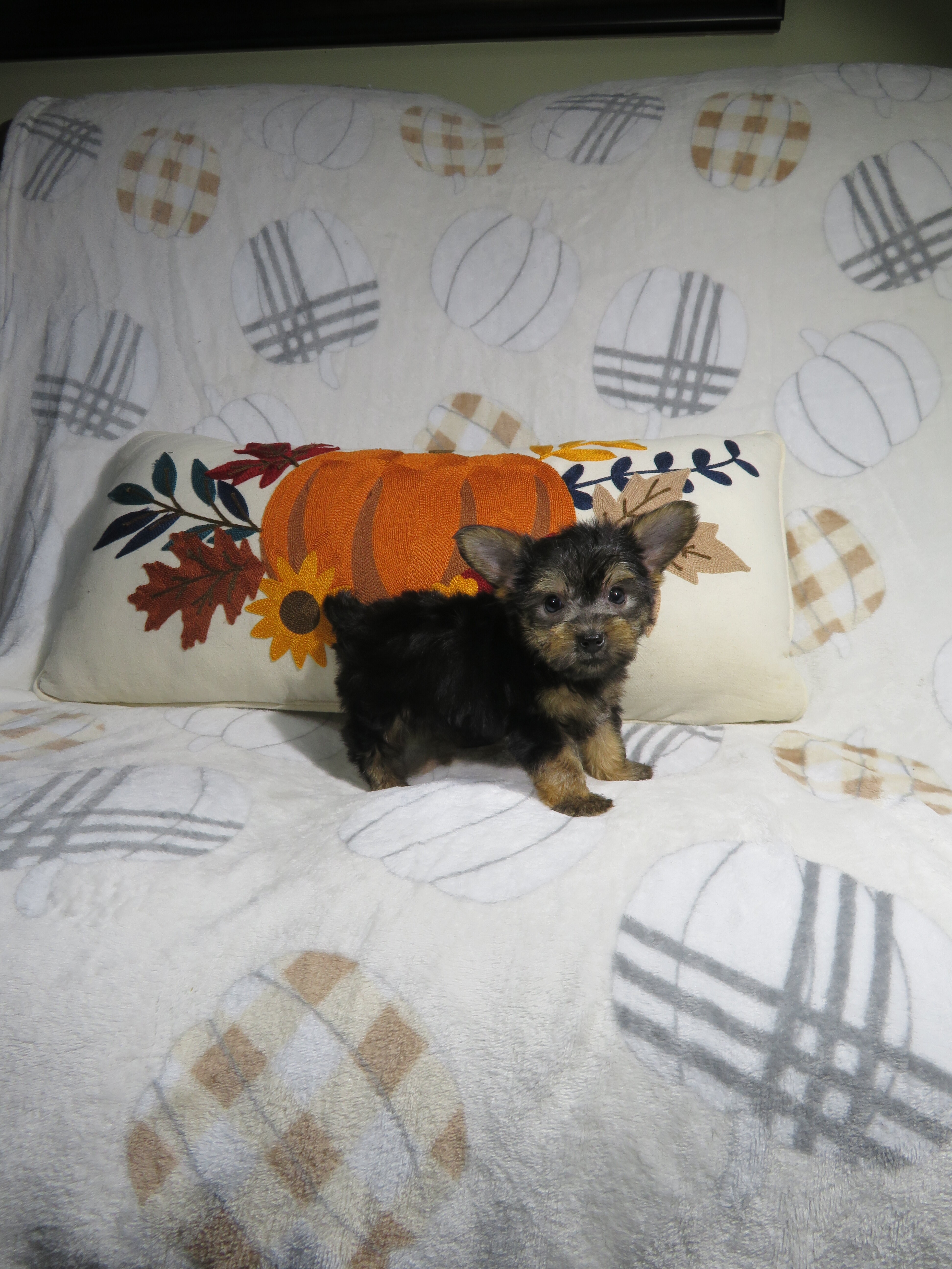 CKC Reg. Yorkie Puppies image 1