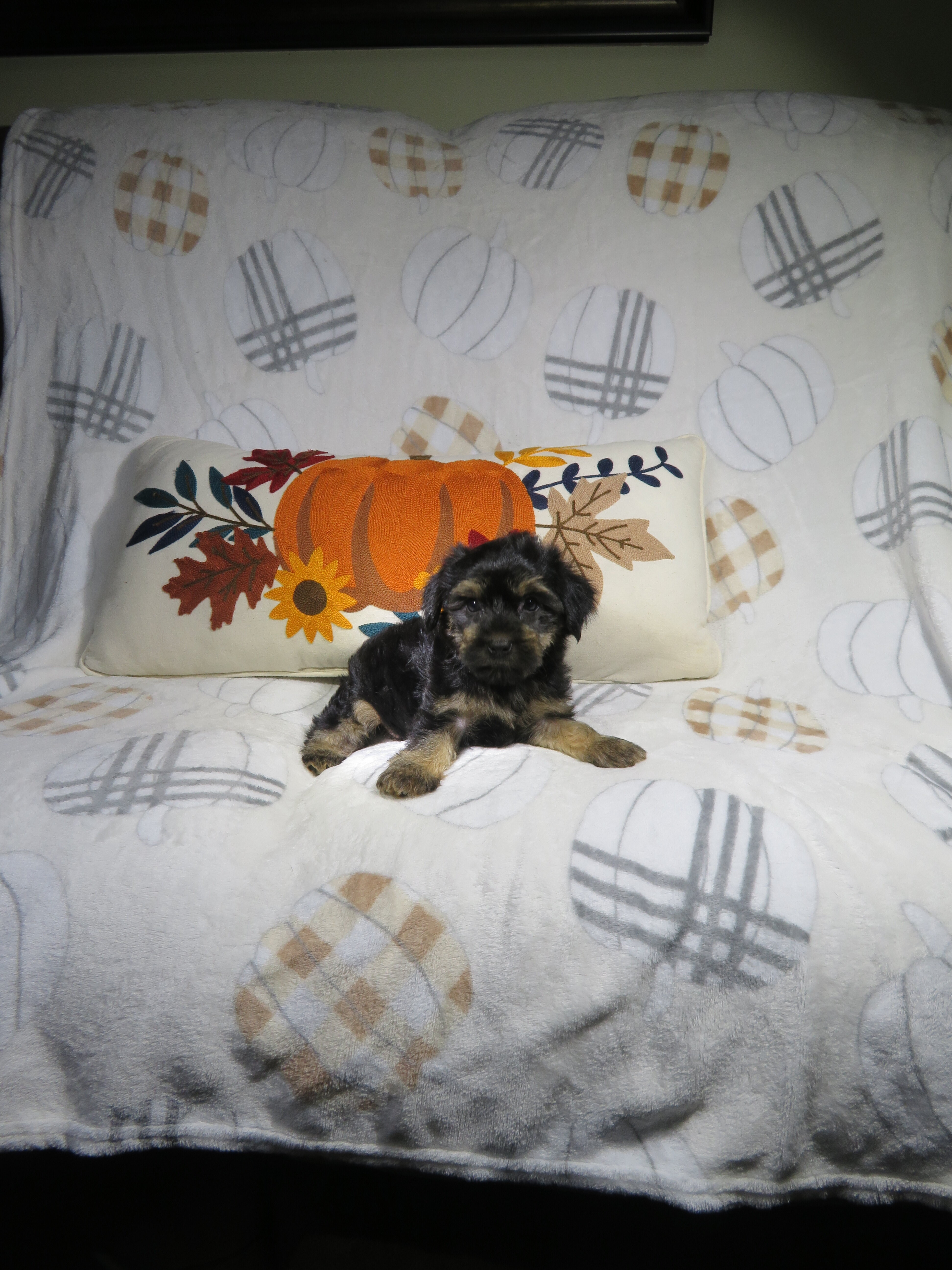 CKC Reg. Yorkie Puppies image 2