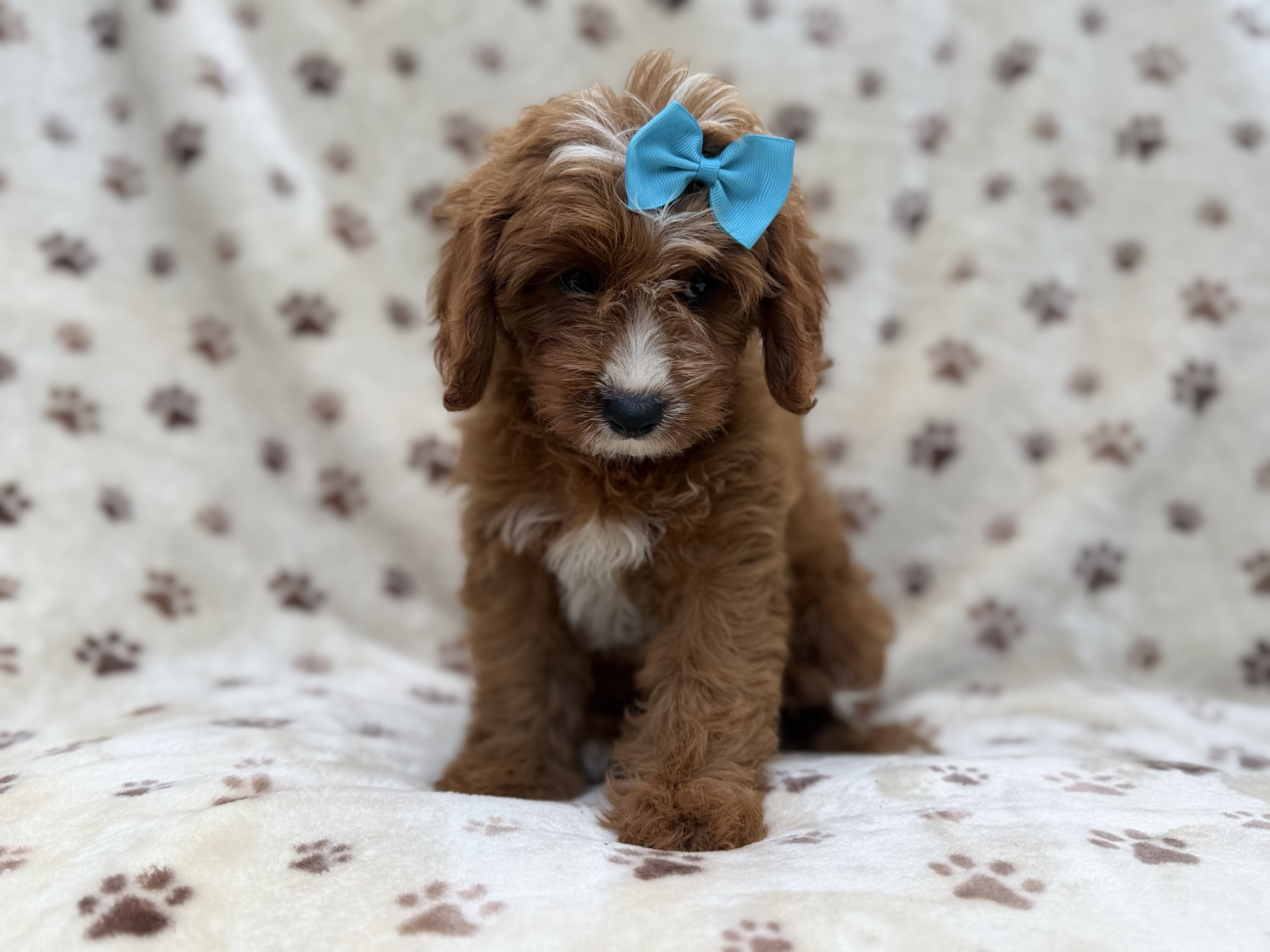 Bailey image 2