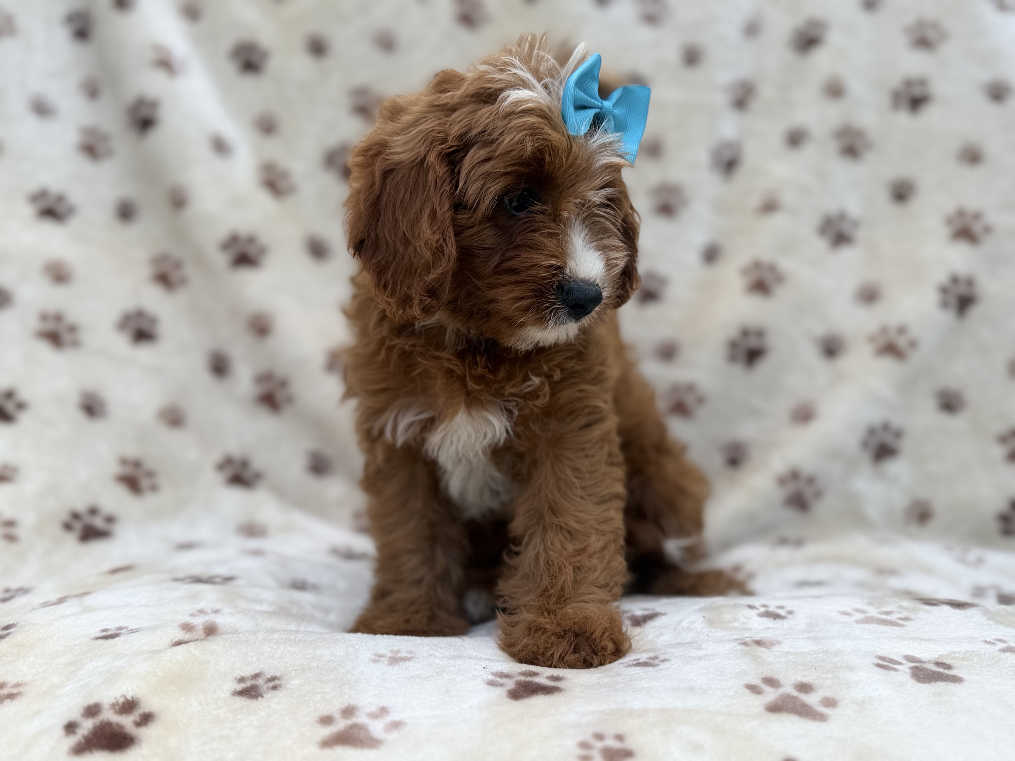 Bailey image 3
