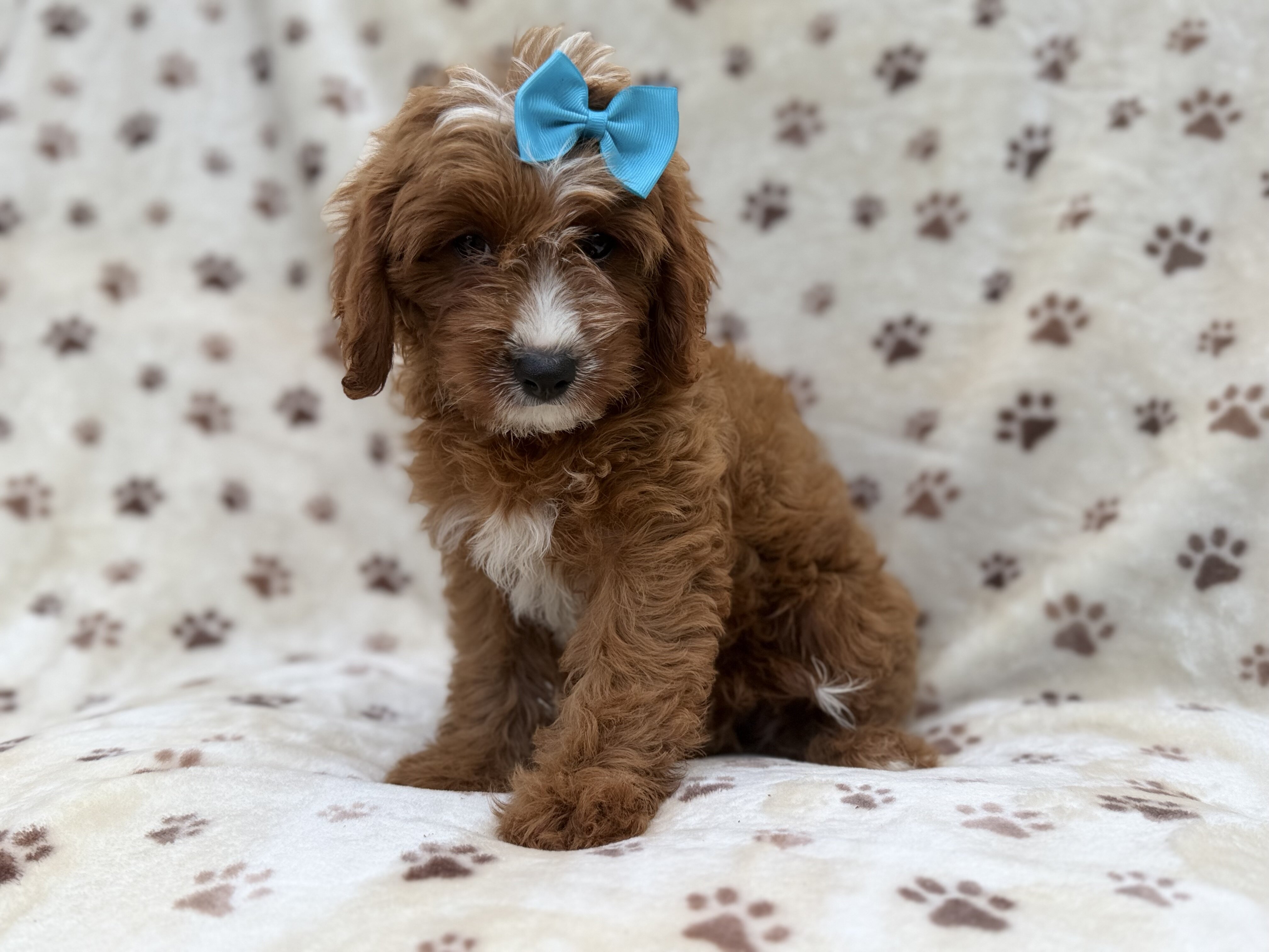 Bailey image 1