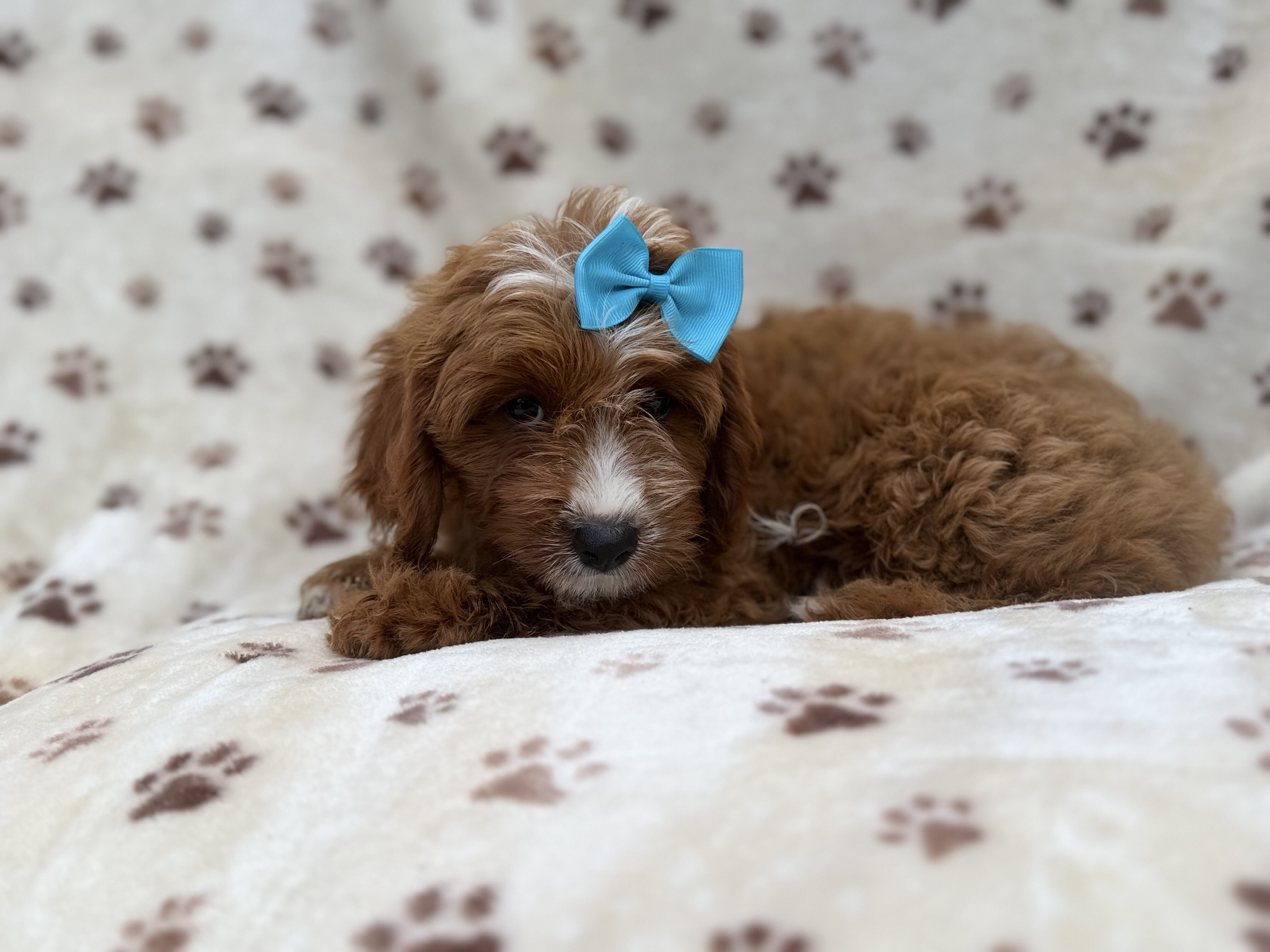 Bailey image 6