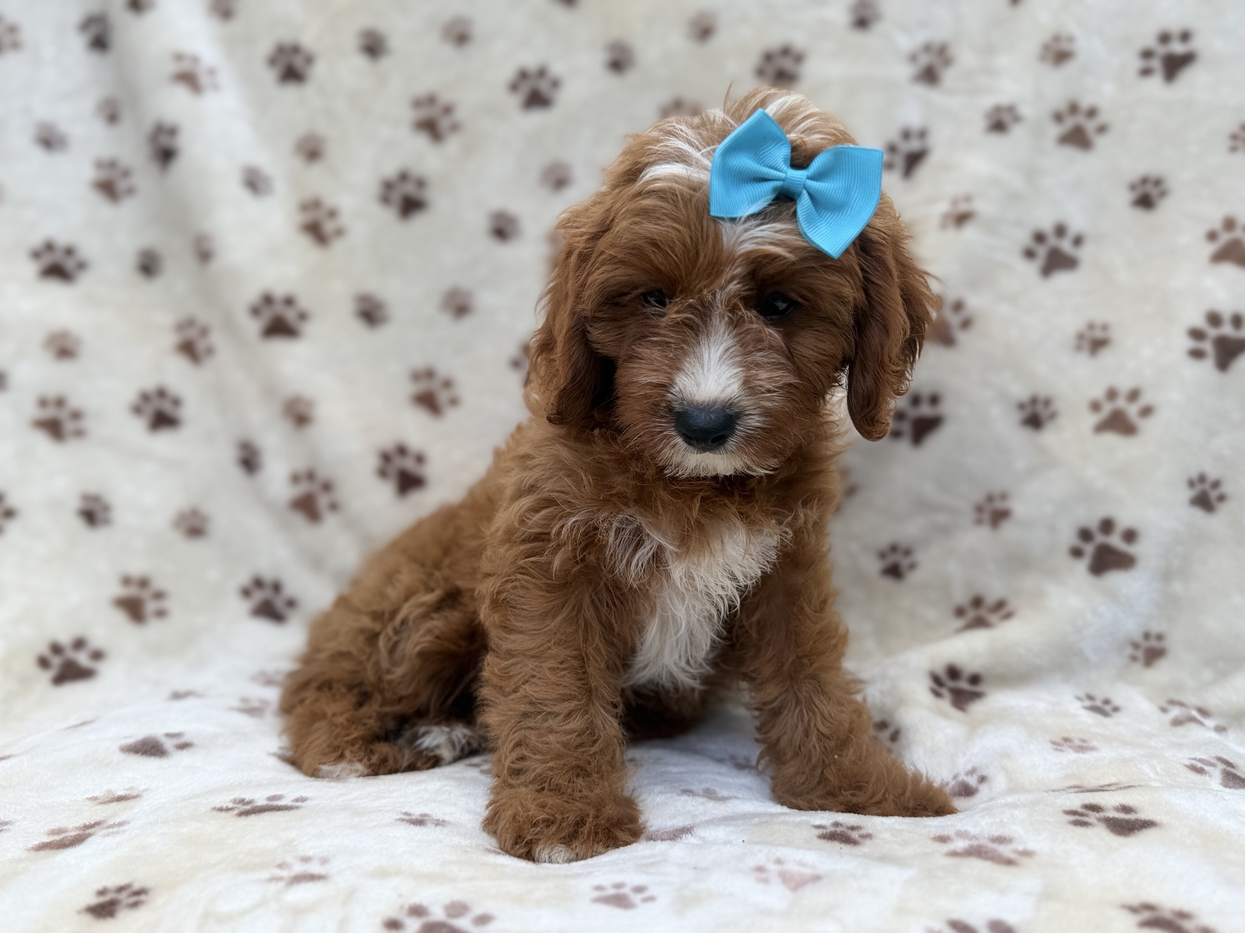 Bailey image 4