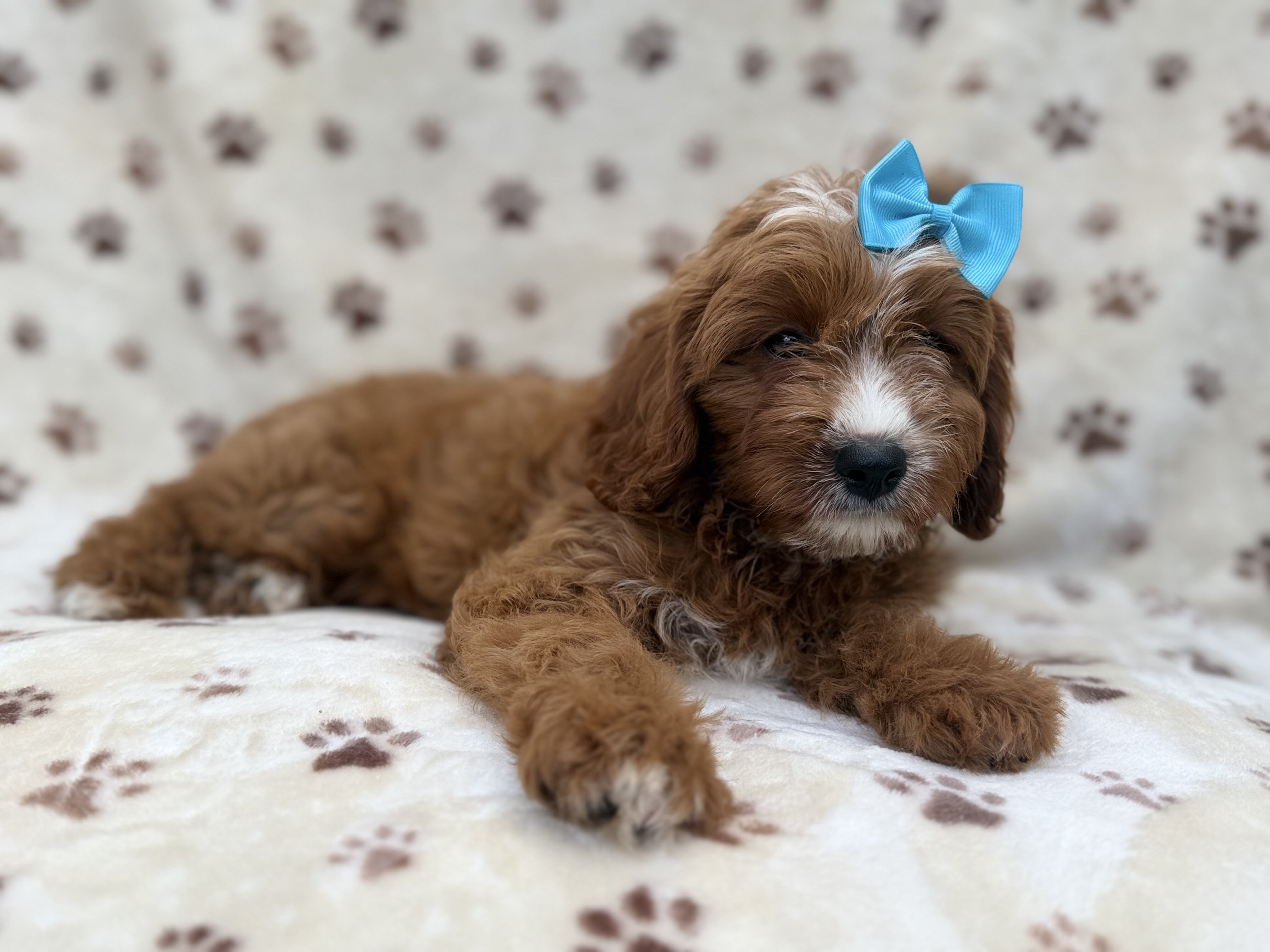 Bailey image 7