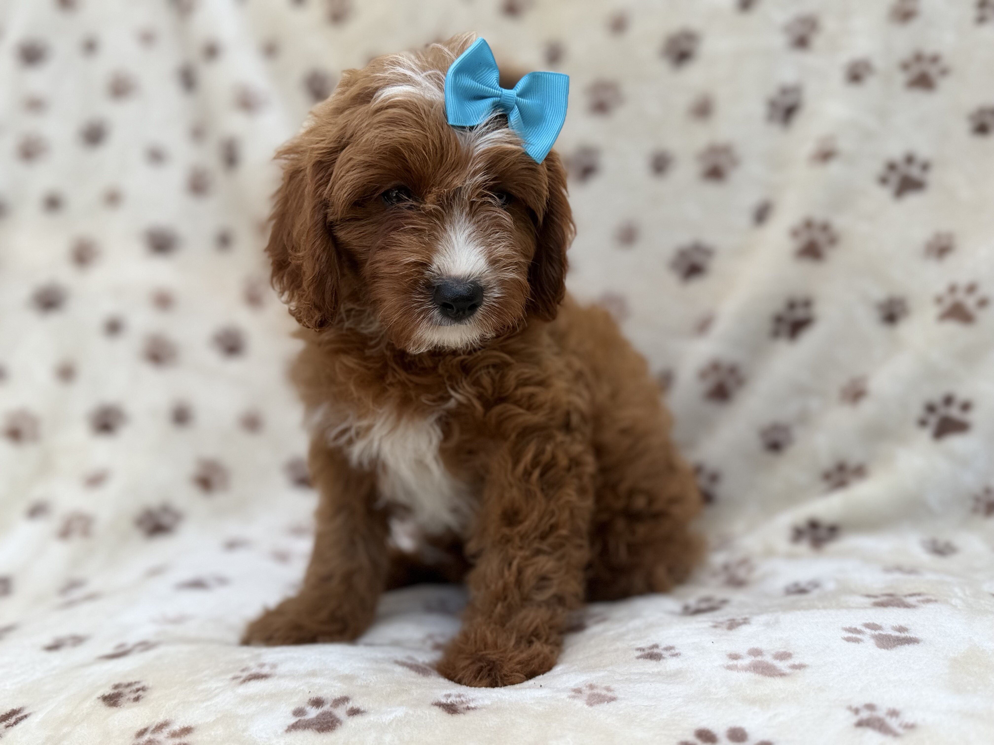 Bailey image 5
