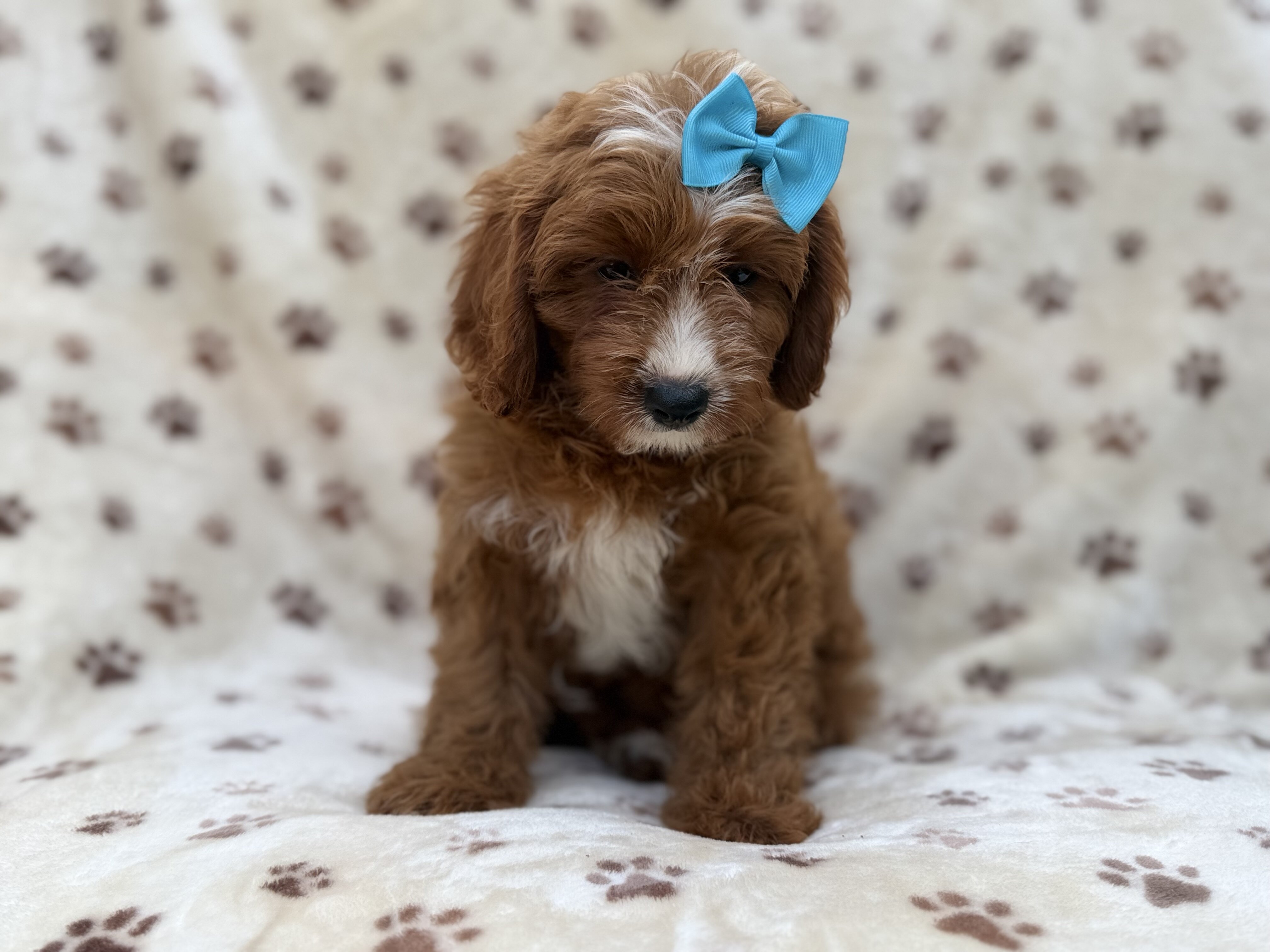 Bailey image 8