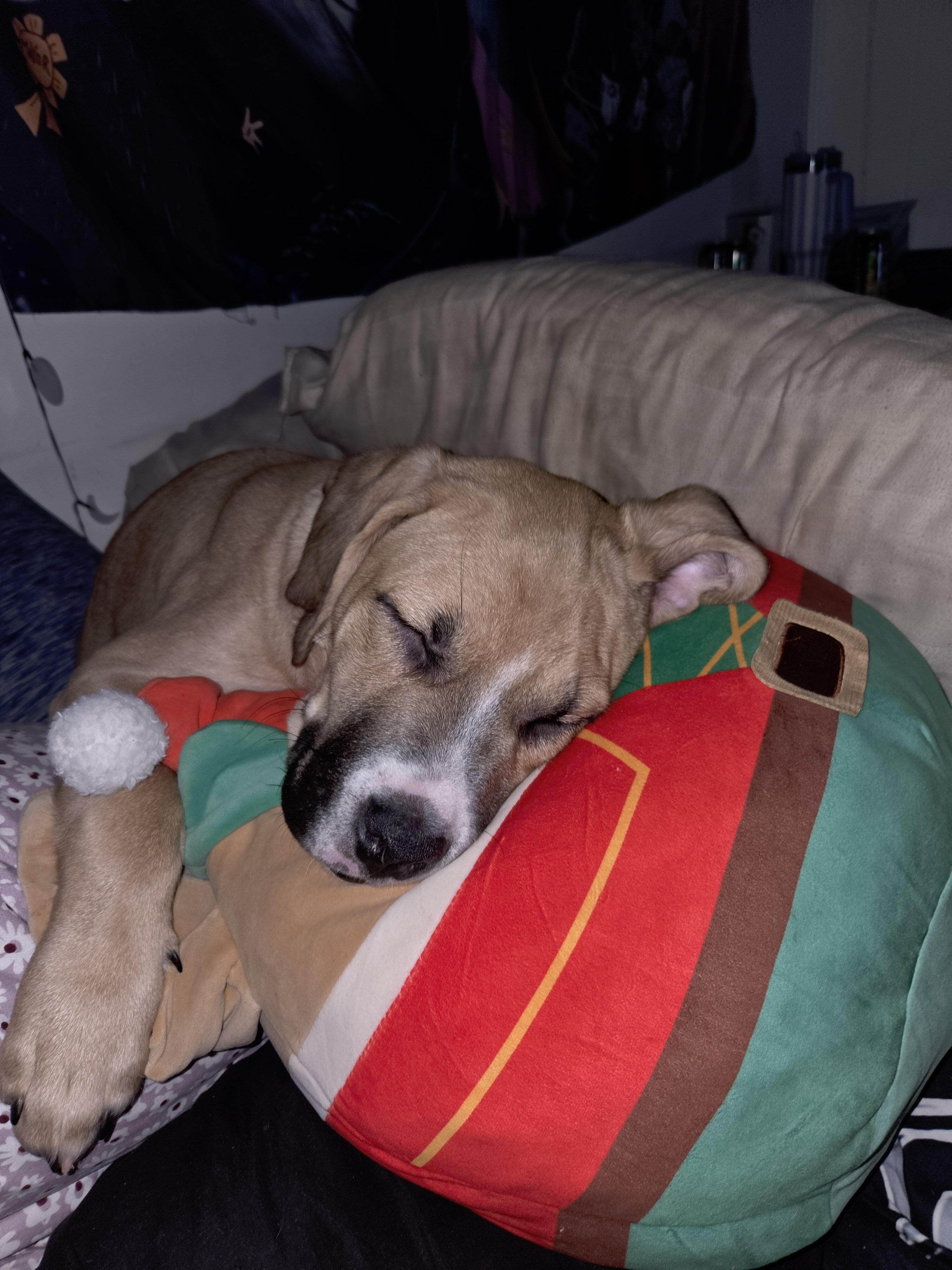 Rhodesian ridge back/American Pitbull terrier image 2