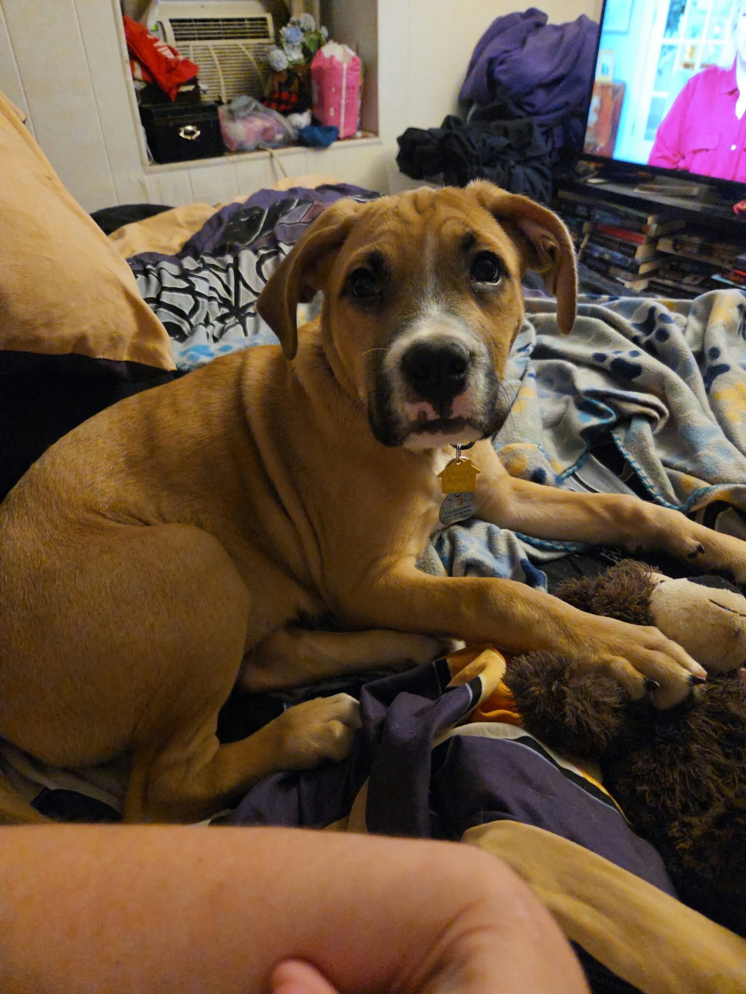 Rhodesian ridge back/American Pitbull terrier image 1