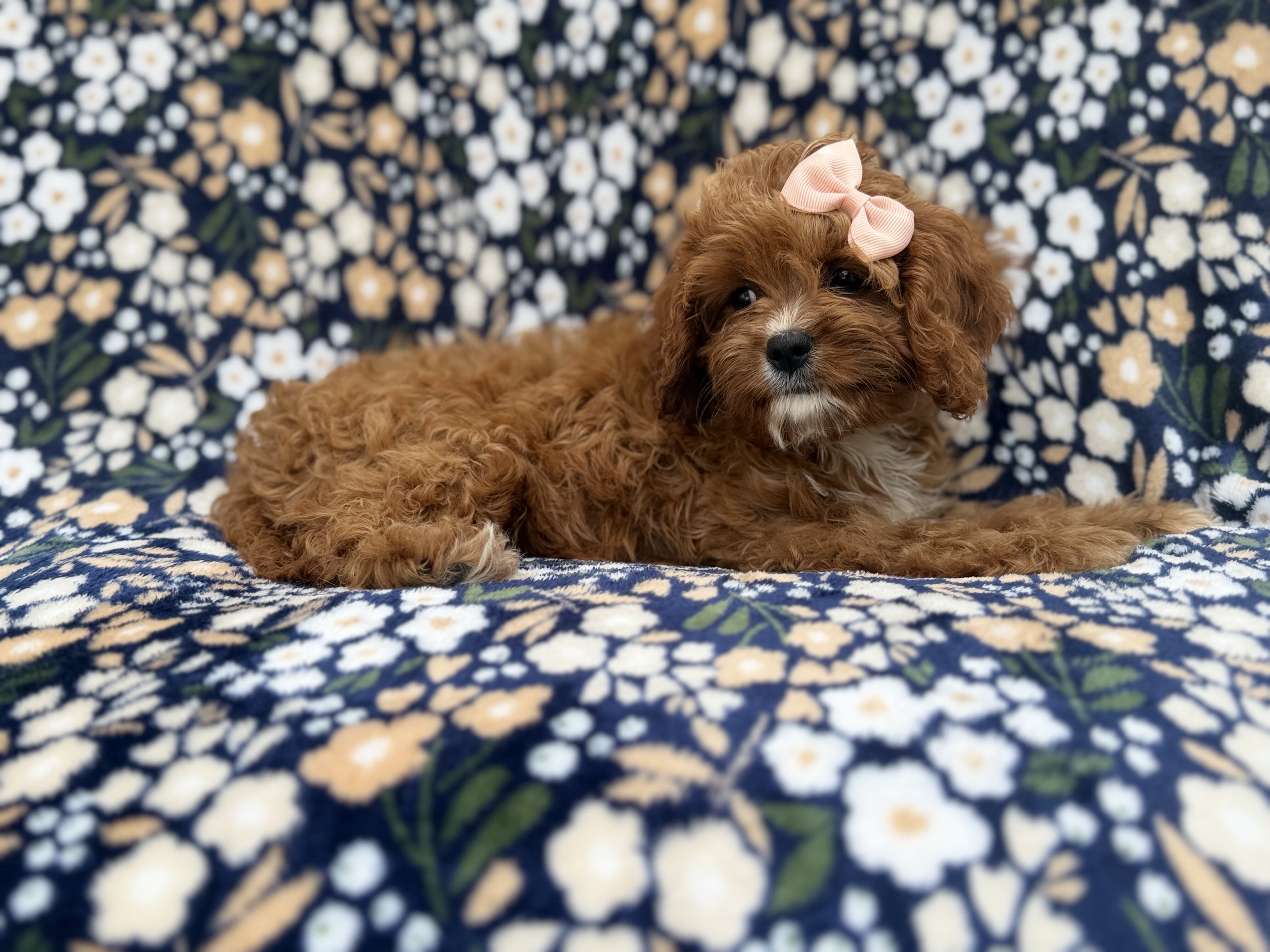 Biscuitly image 1