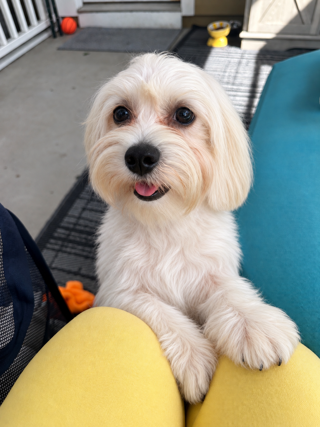 Mal-Shi Puppy image 2