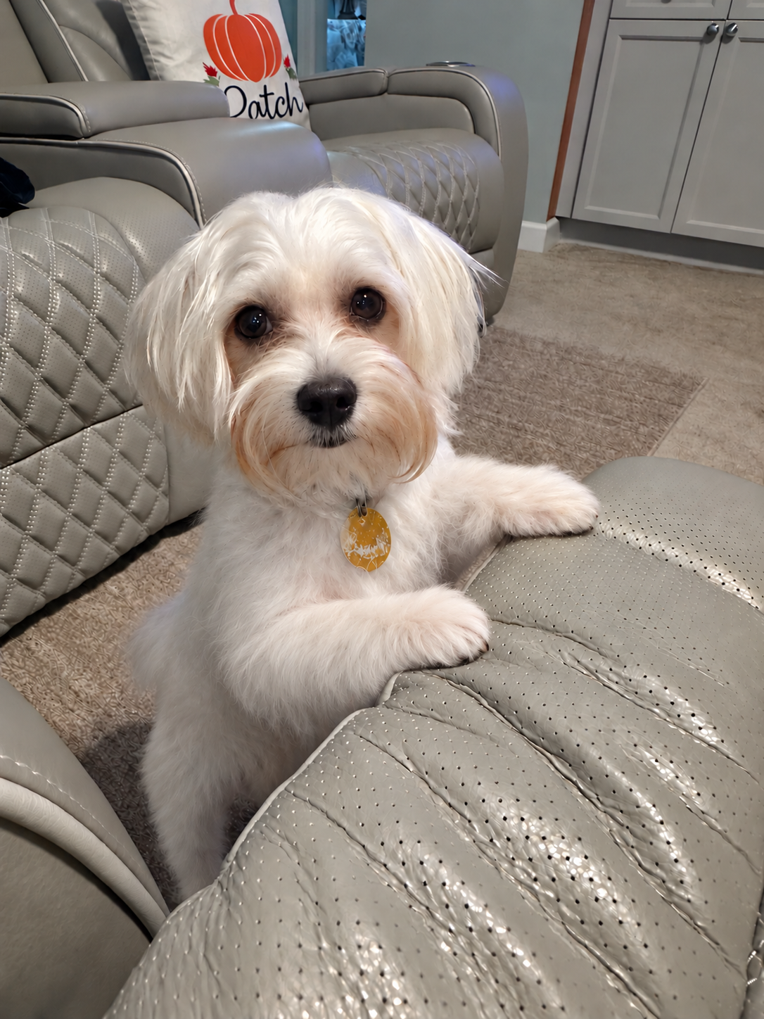 Mal-Shi Puppy image 1