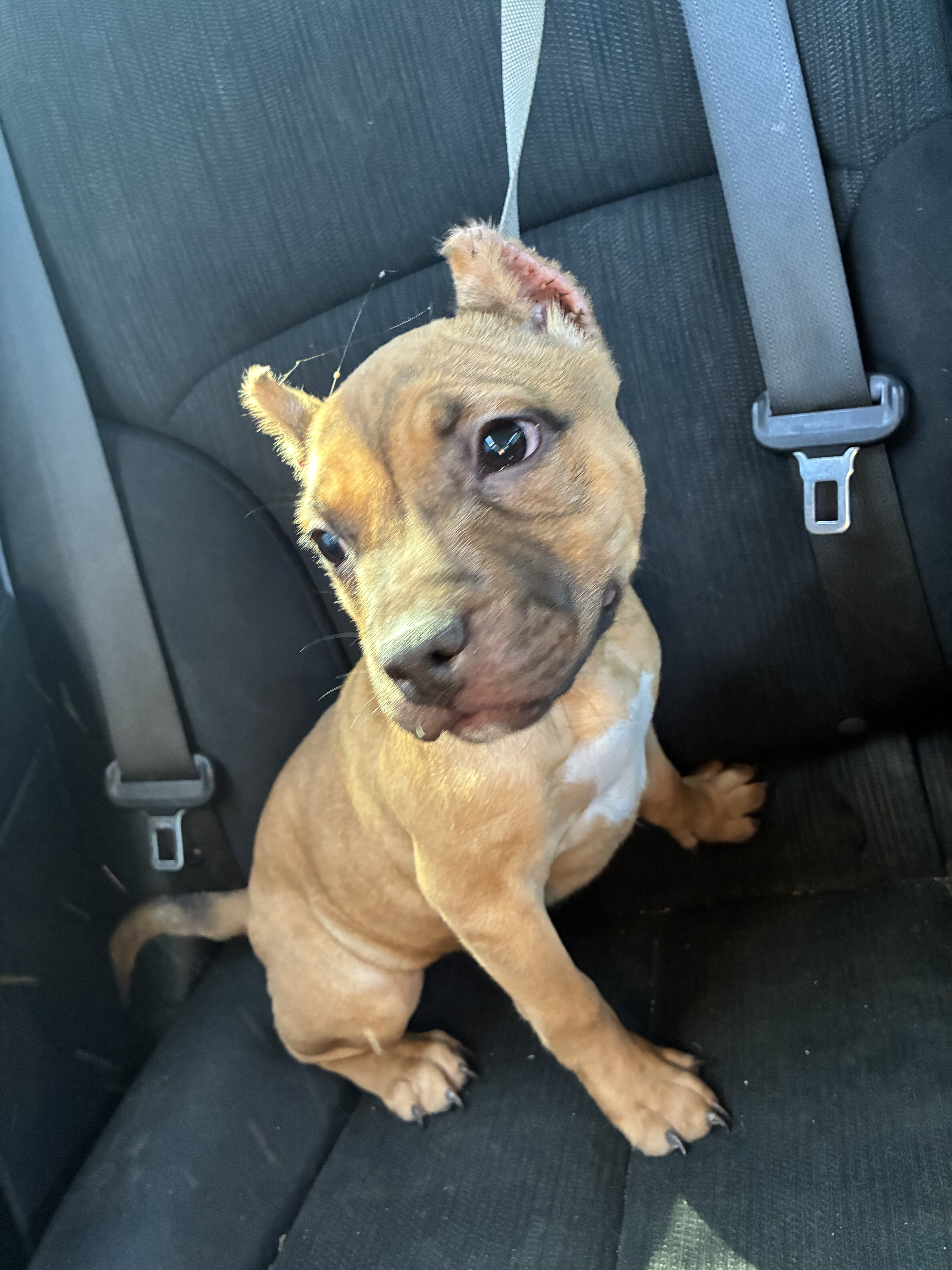American Pocket bully image 2