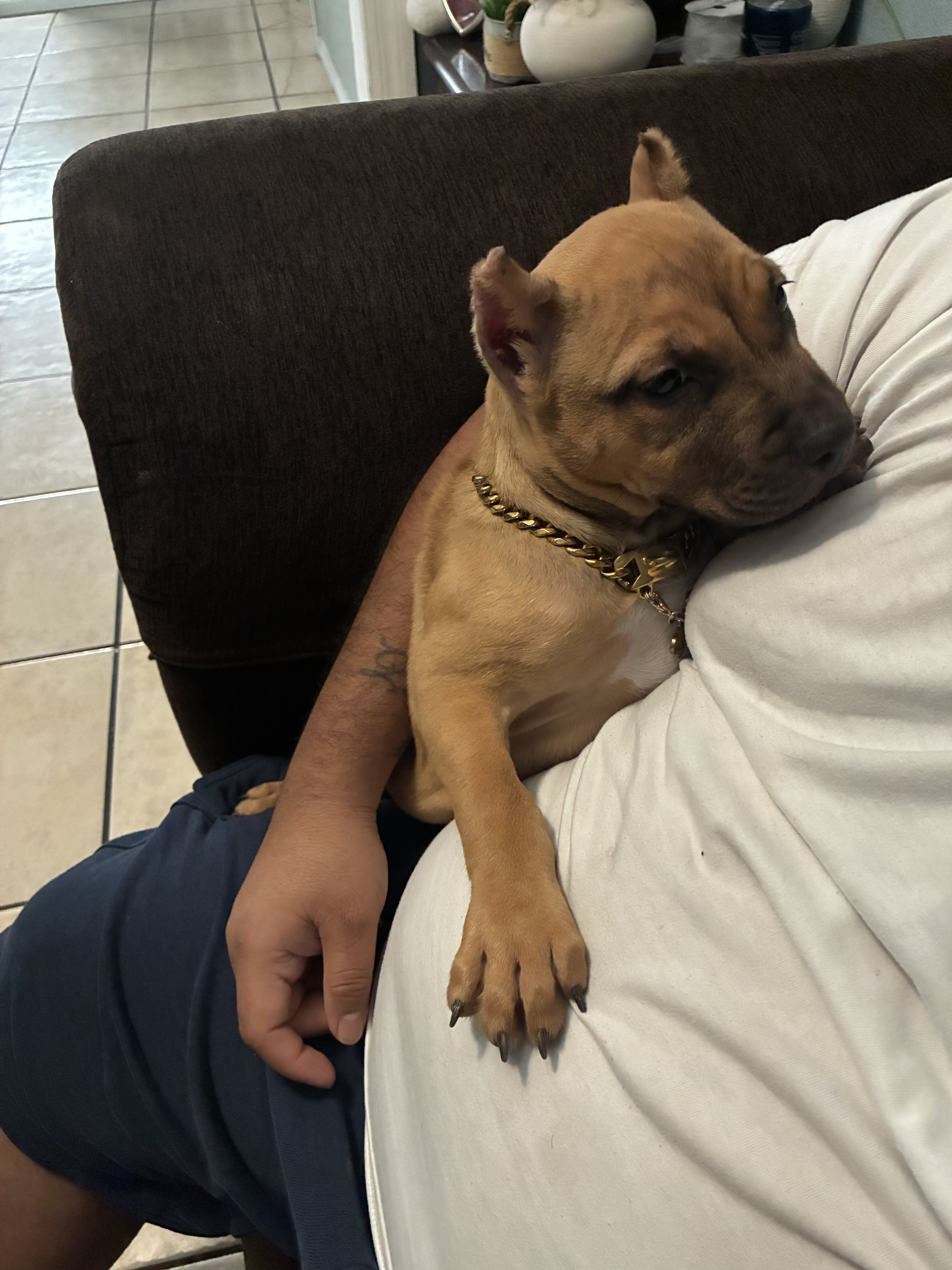 American Pocket bully image 3