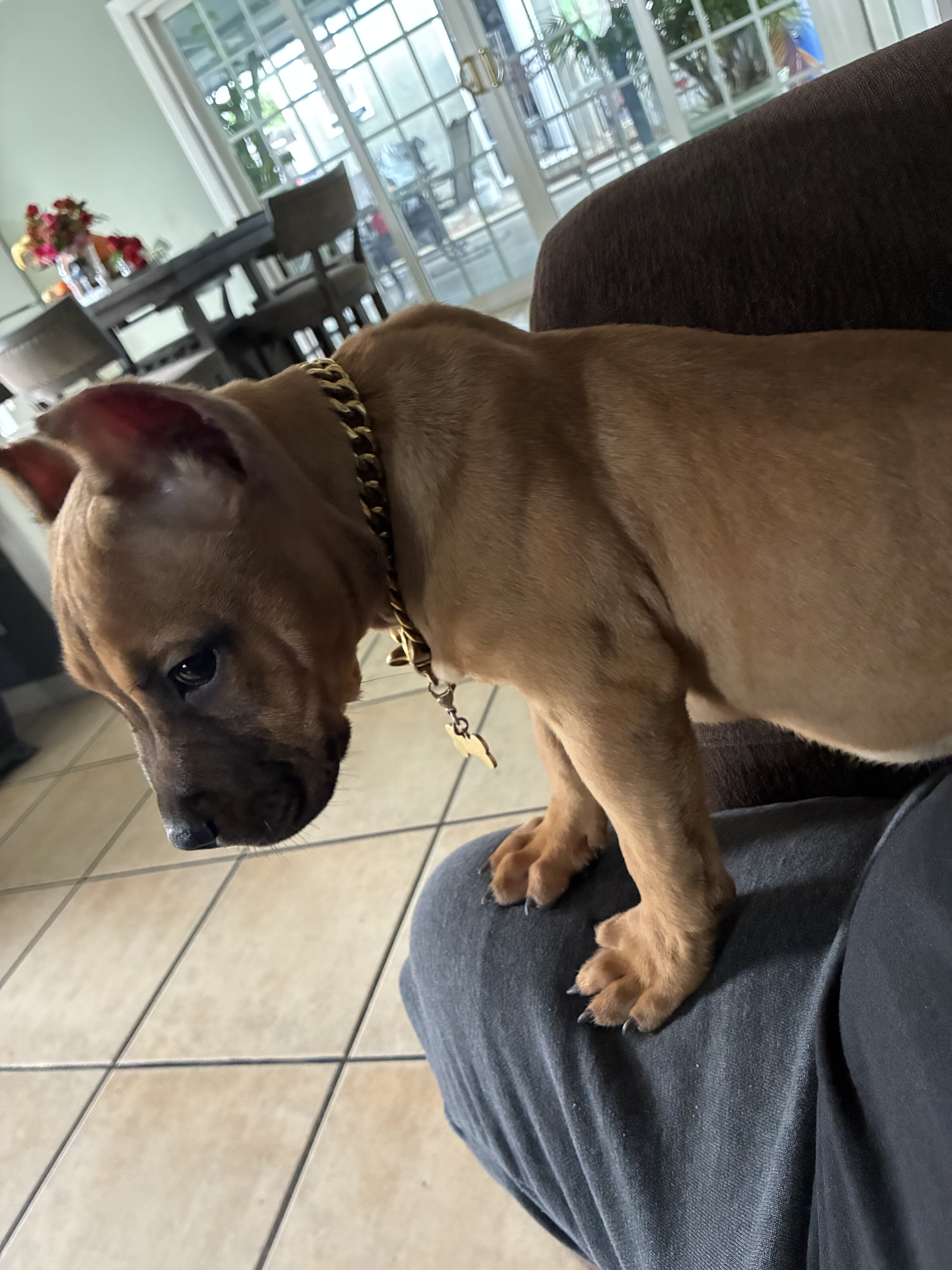 American Pocket bully image 4