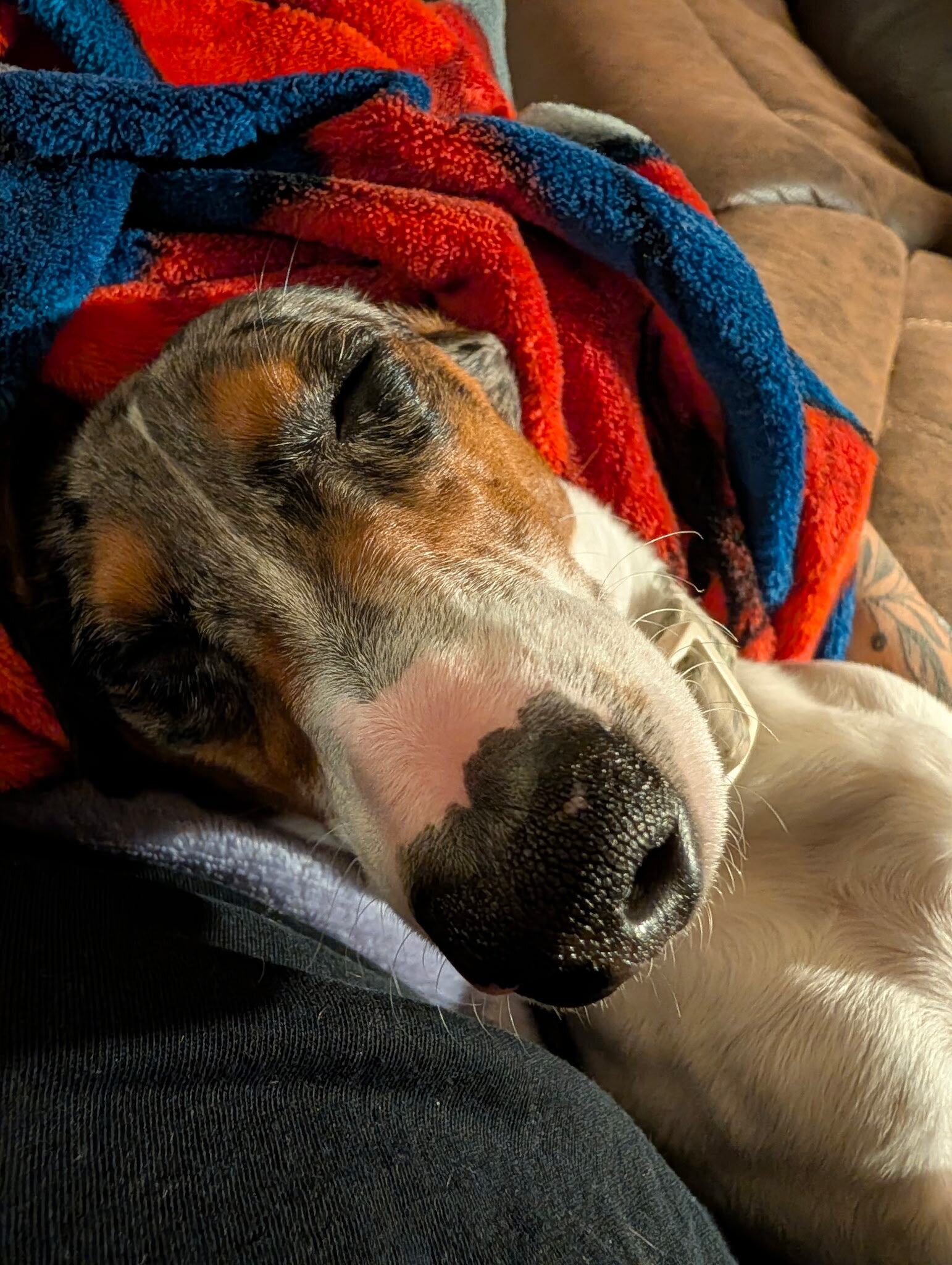 Gorgeous Purebred Blue Dapple Piebald Dachshund image 4