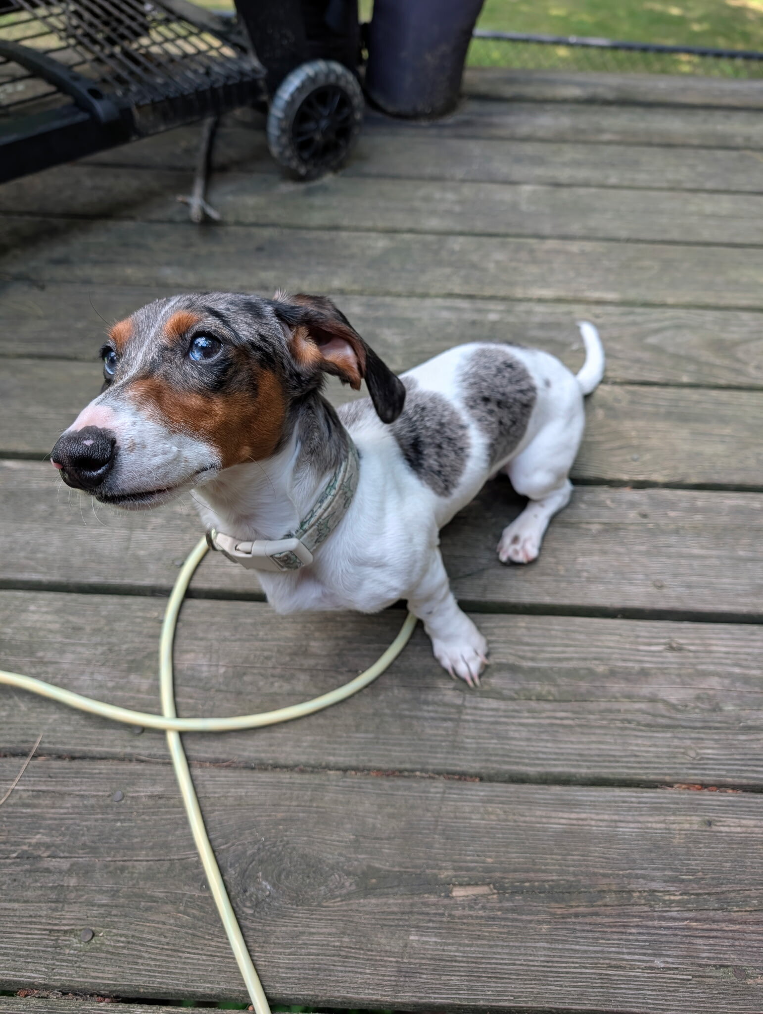 Gorgeous Purebred Blue Dapple Piebald Dachshund image 1