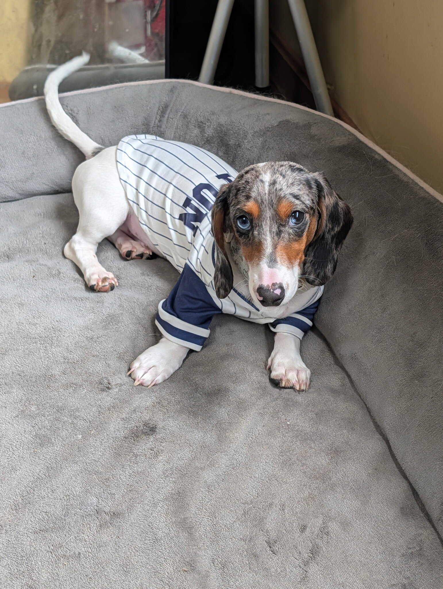 Gorgeous Purebred Blue Dapple Piebald Dachshund image 2