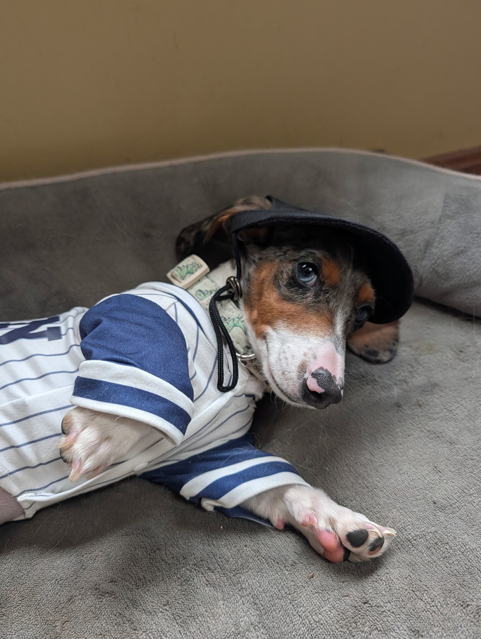 Gorgeous Purebred Blue Dapple Piebald Dachshund image 5