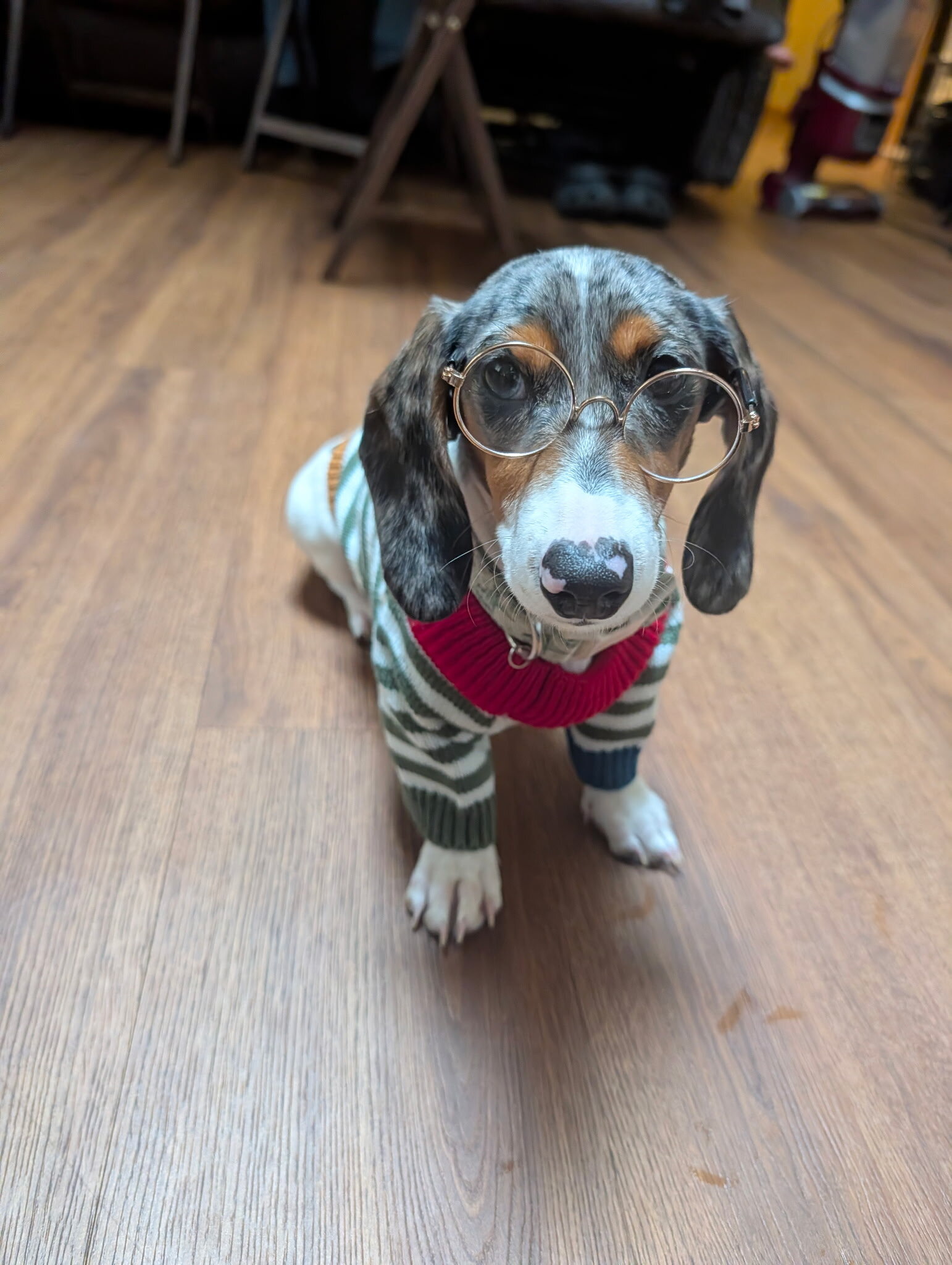 Gorgeous Purebred Blue Dapple Piebald Dachshund image 3