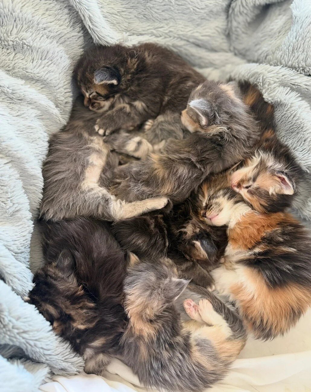 Gorgeous Maine Coon XXL Kittens-Litter of 7 image 2