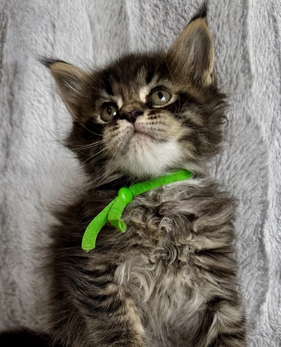 Gorgeous Maine Coon XXL Kittens-Litter of 7 image 1