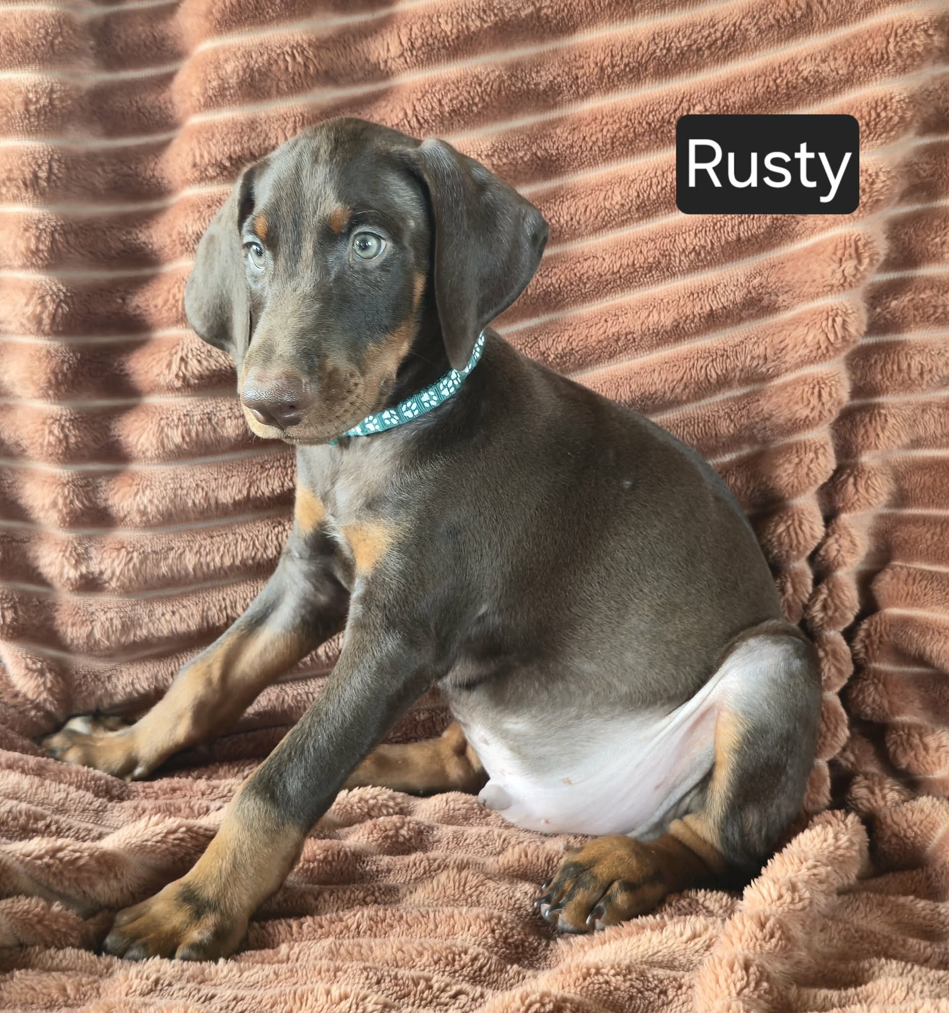 Rusty image 8