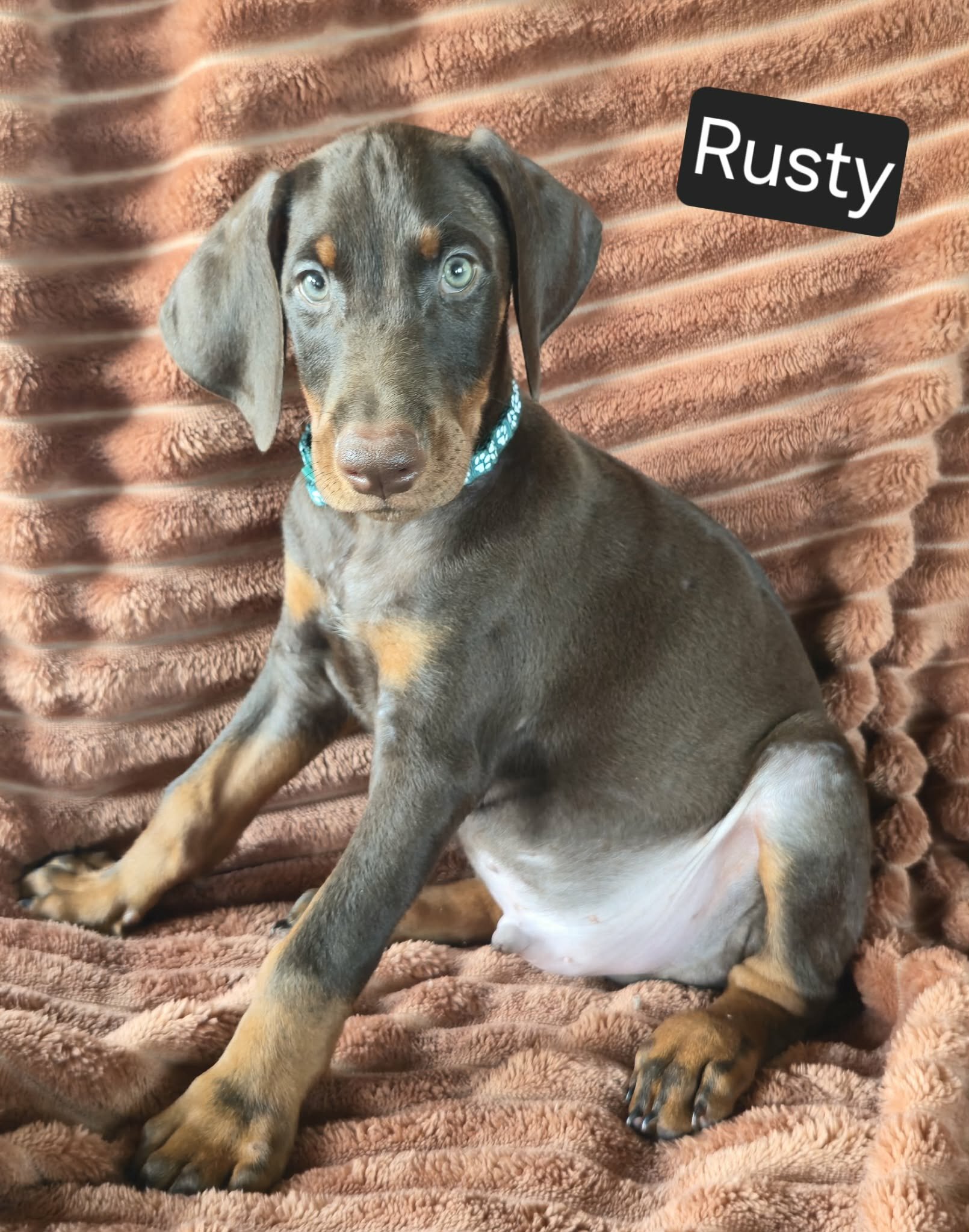 Rusty image 4