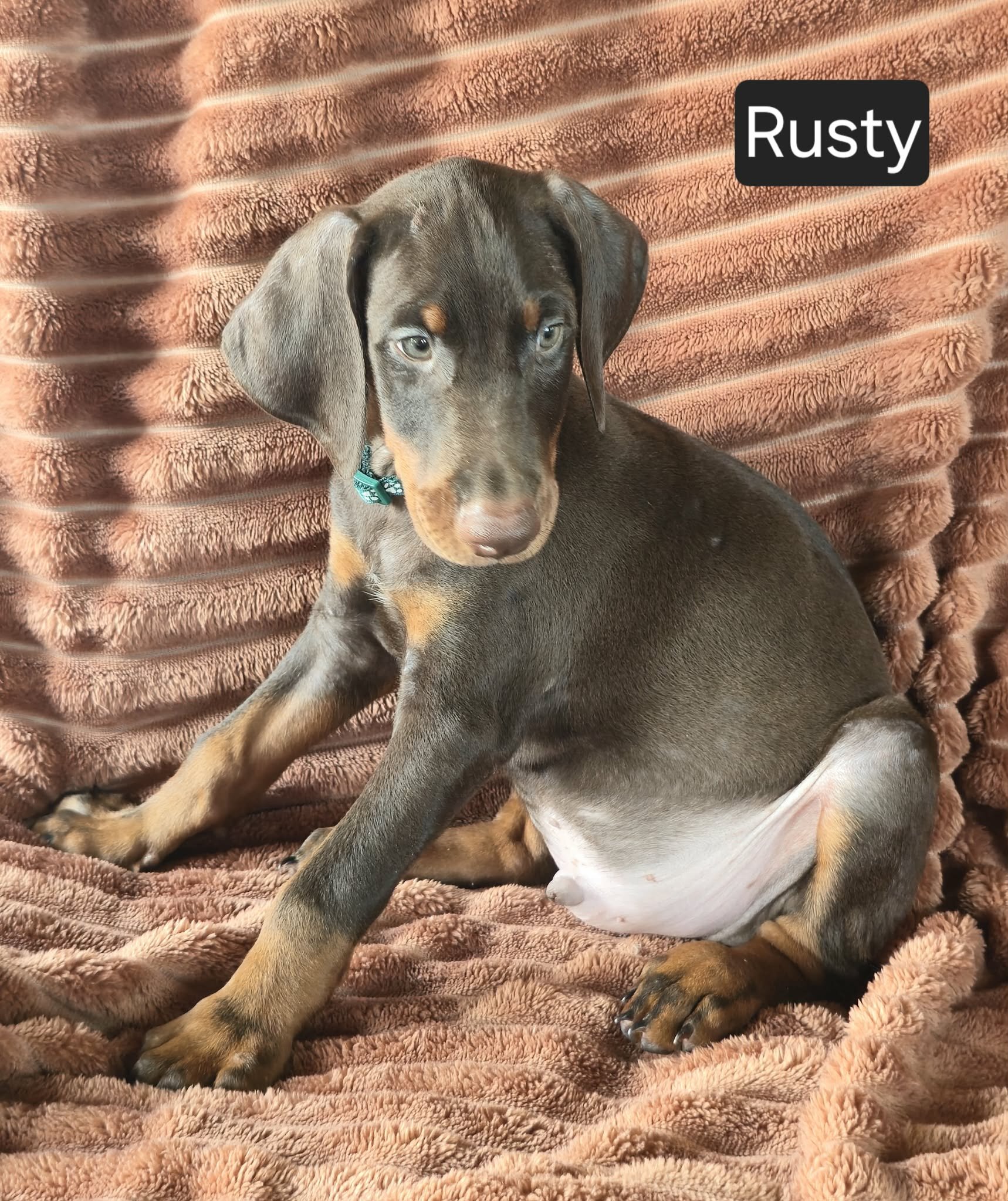 Rusty image 7