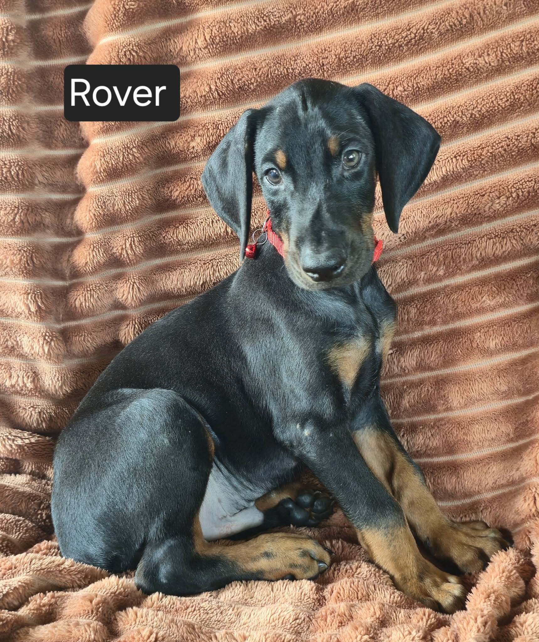 Rover image 3