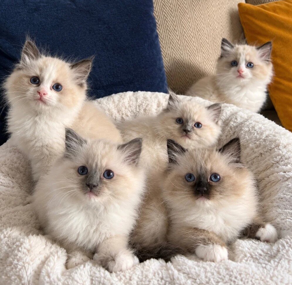 Beautiful Pure Ragdoll Kittens image 1
