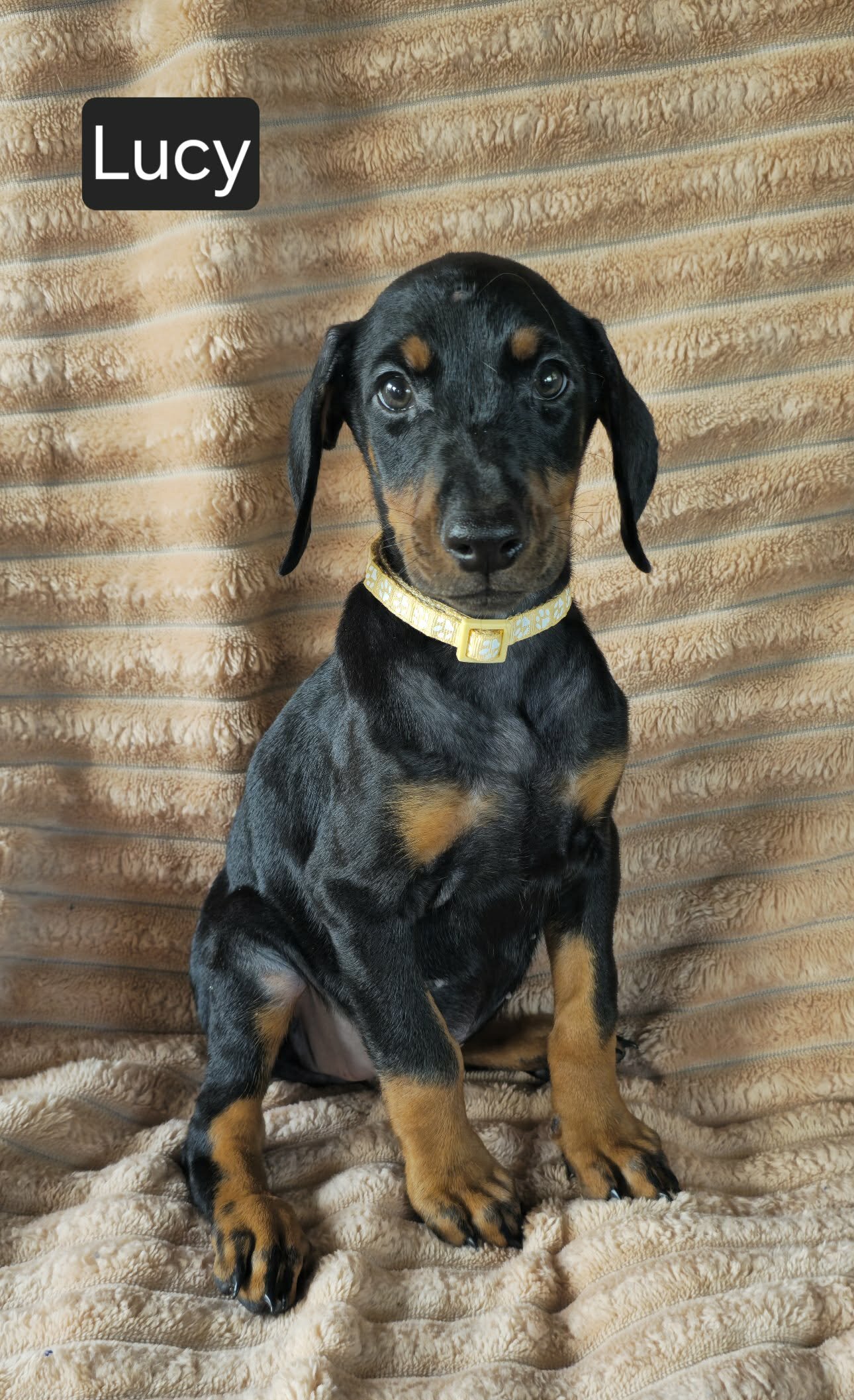 Lucy image 5