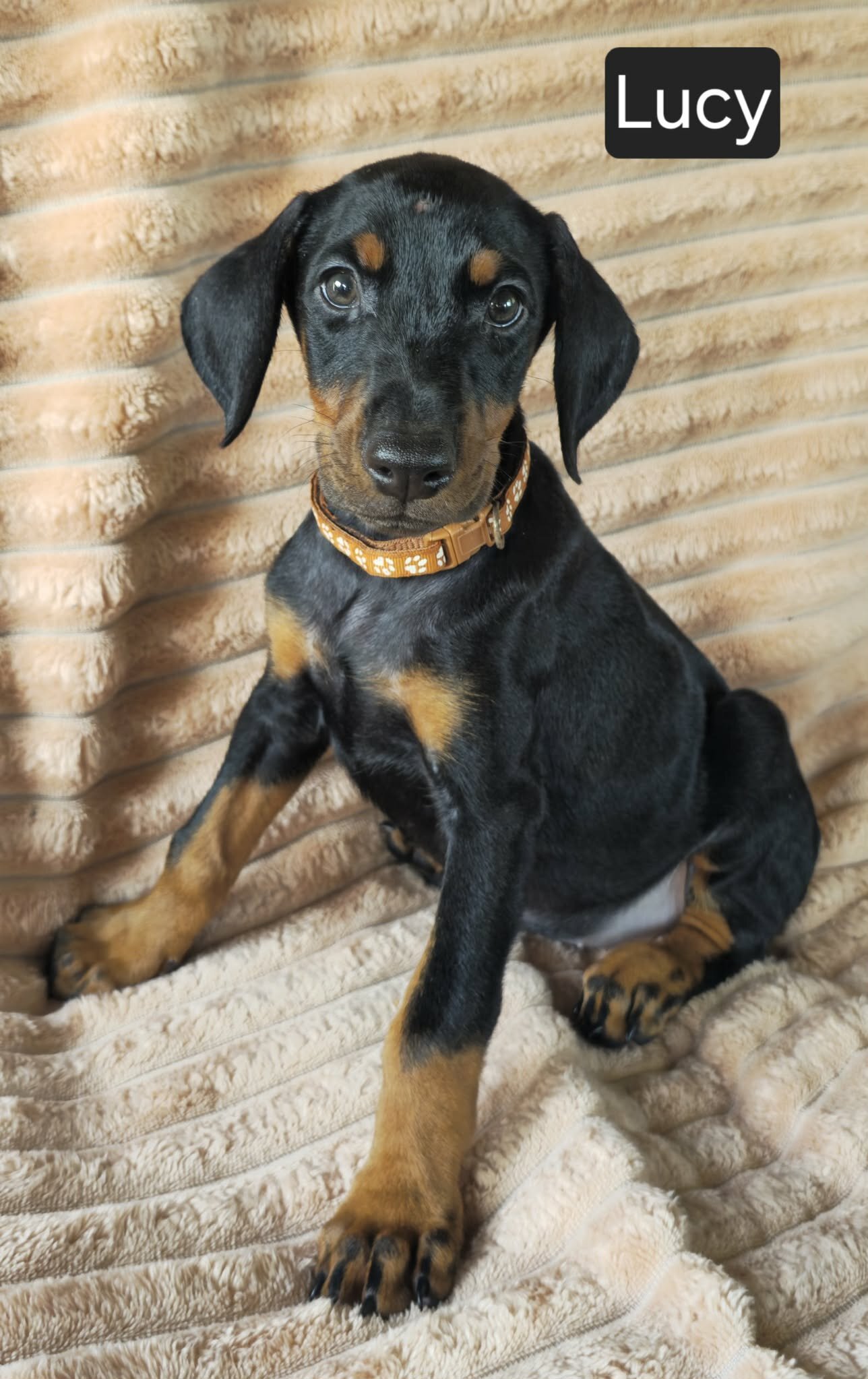 Lucy image 1