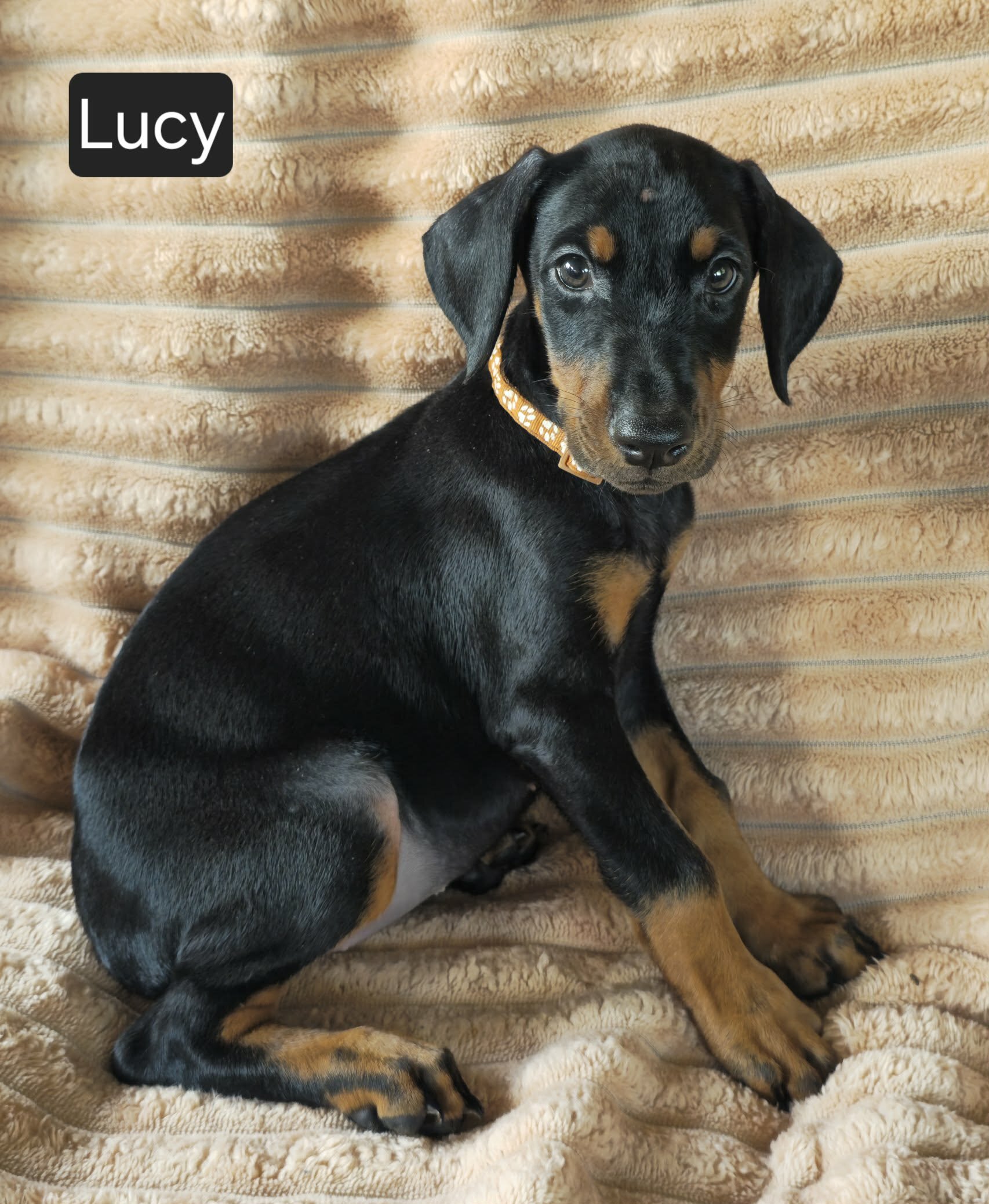 Lucy image 2