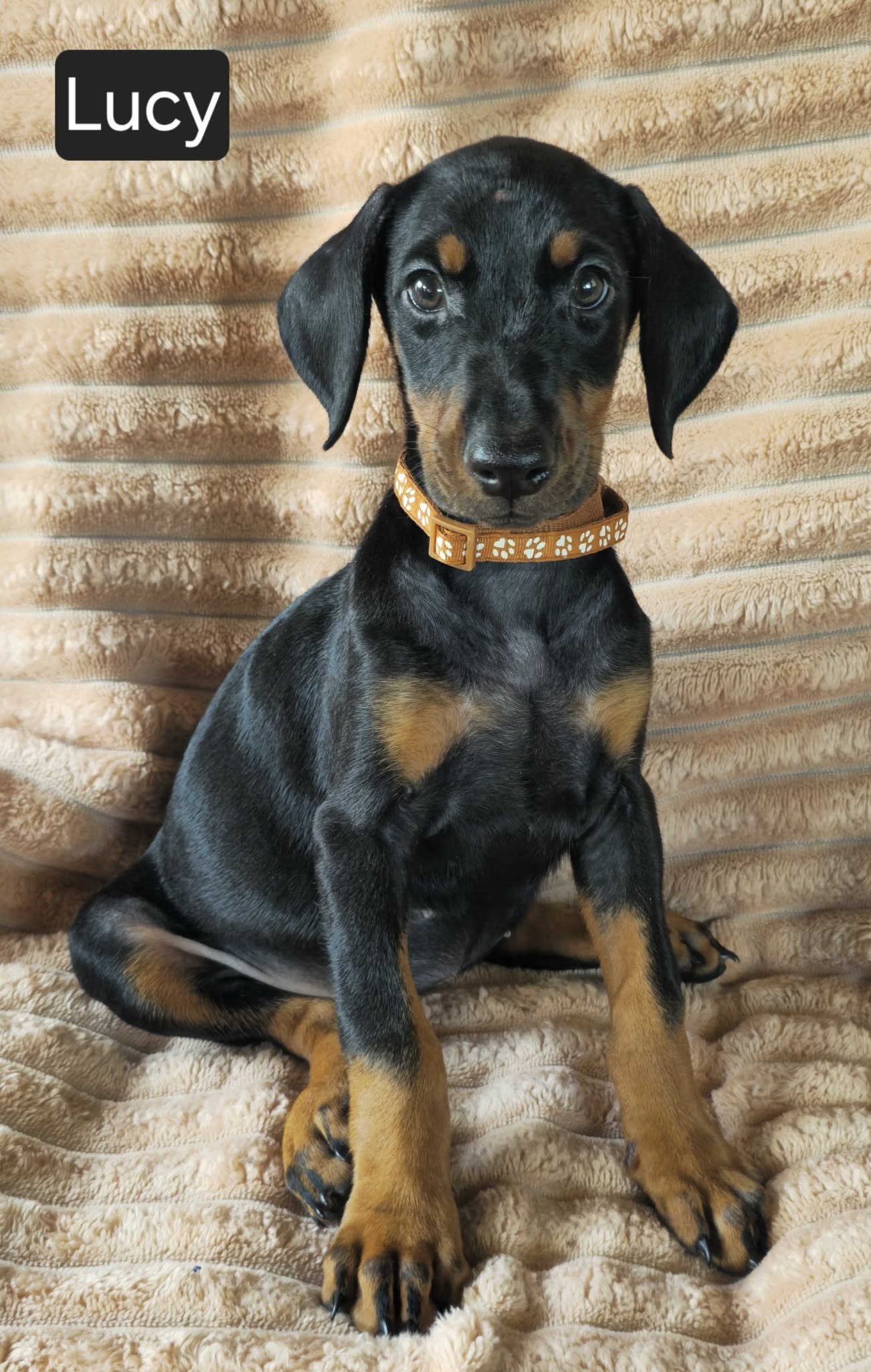 Lucy image 4